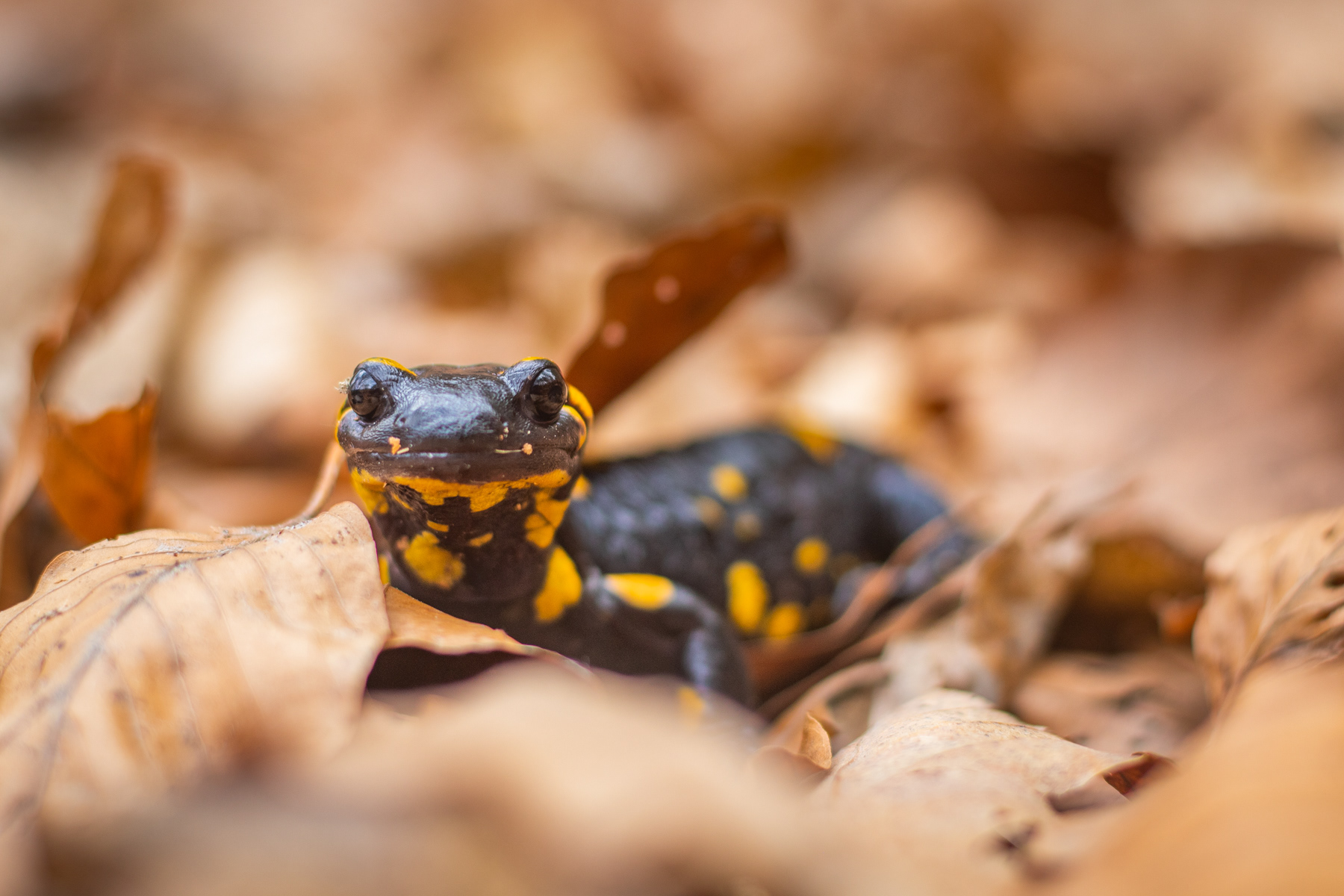 Дъждовник/ Fire salamander