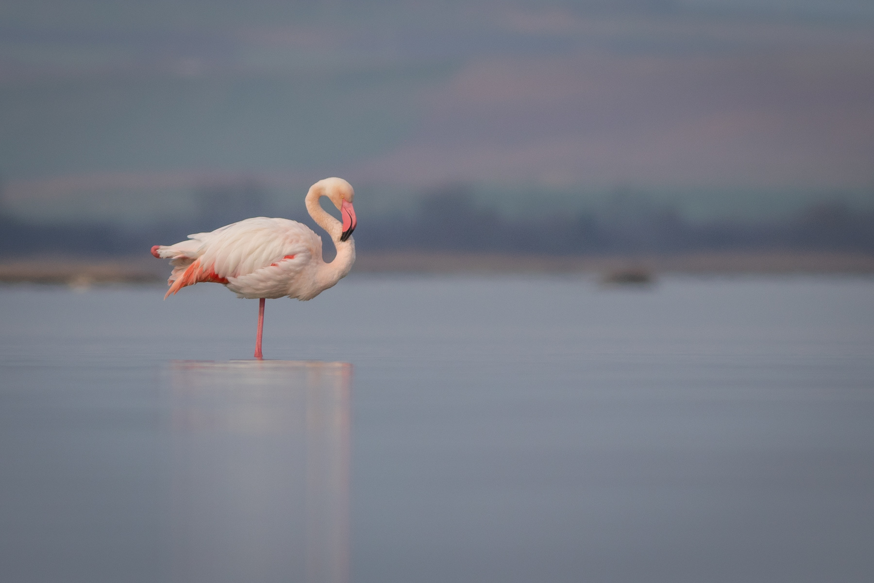 Розово фламинго/ Greater flamingo