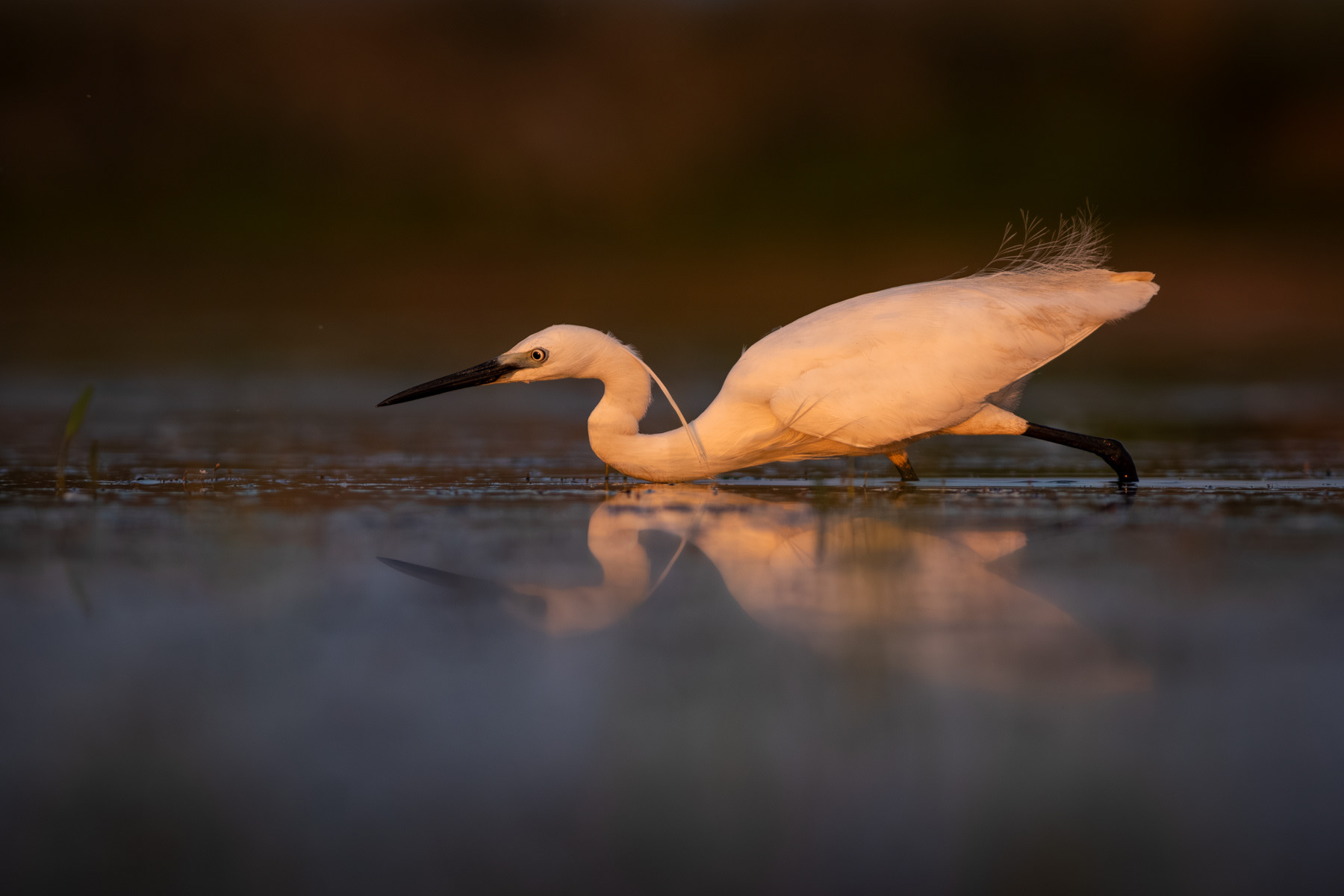 Малка бяла чапла/ Little egret