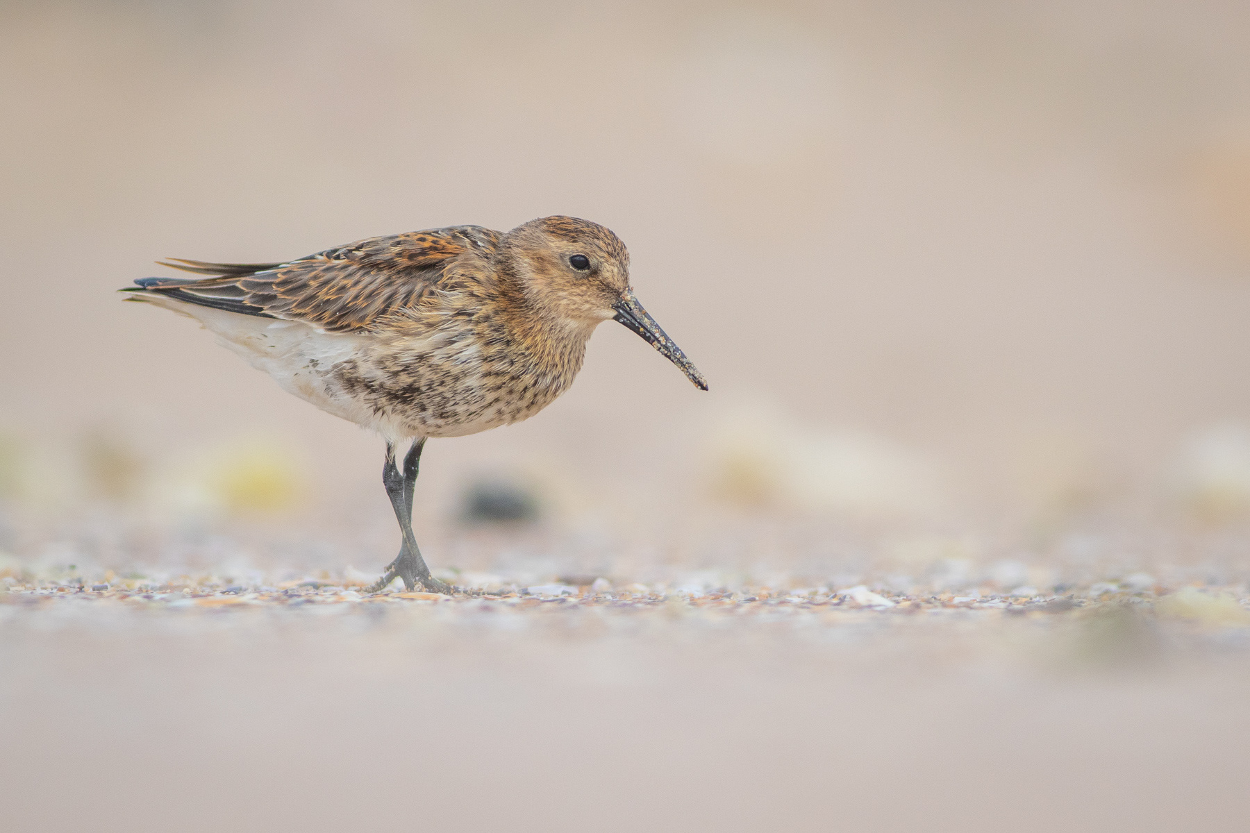 Тъмногръд брегобегач/ Dunlin