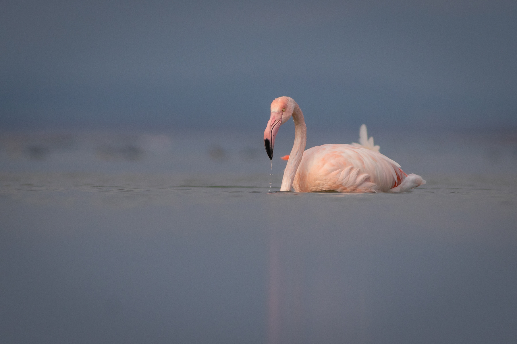 Розово фламинго/ Greater flamingo