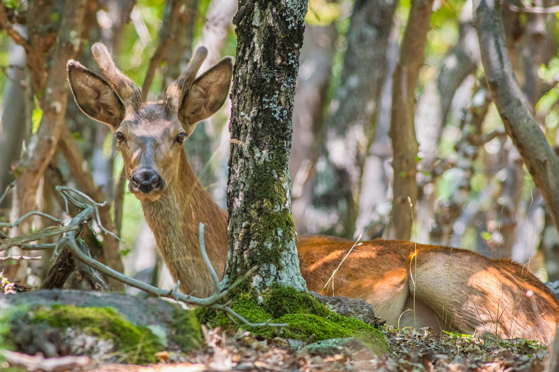 Благороден елен/ Red deer