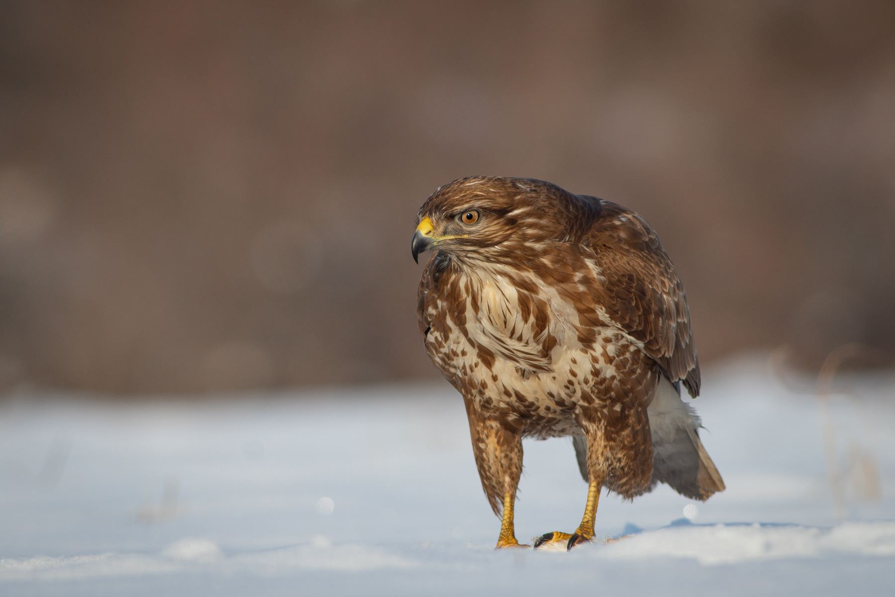 Обикновен мишелов/ Common buzzard