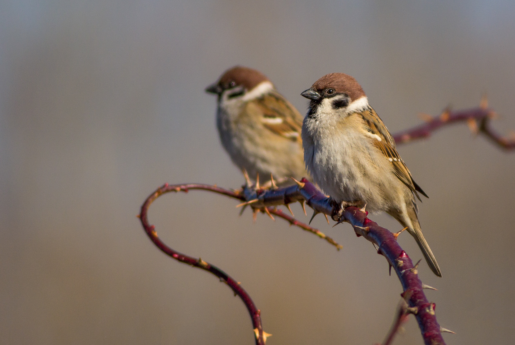 Полско врабче/ Eurasian tree sparrow