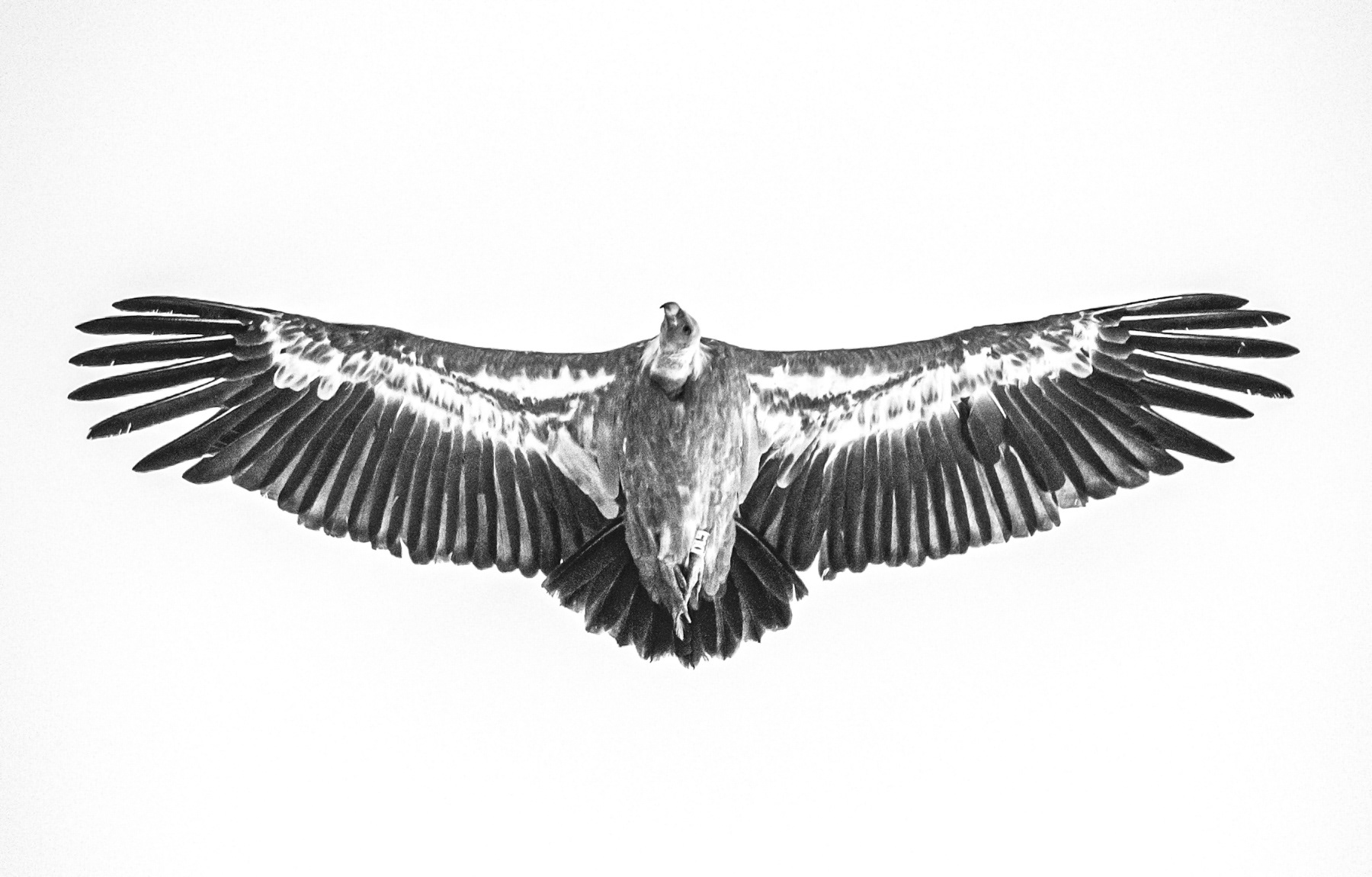 Белоглав лешояд/ Griffon vulture