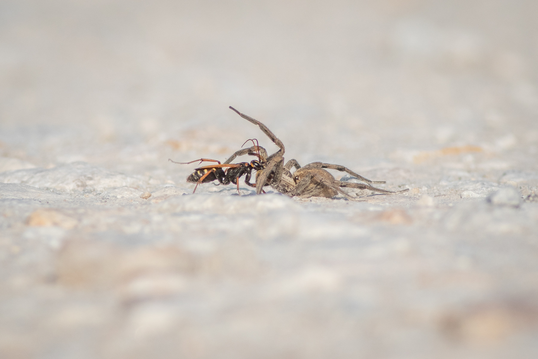 Cryptocheilus sp. с женска H. radiata/ Cryptocheilus sp. with female H. radiata 