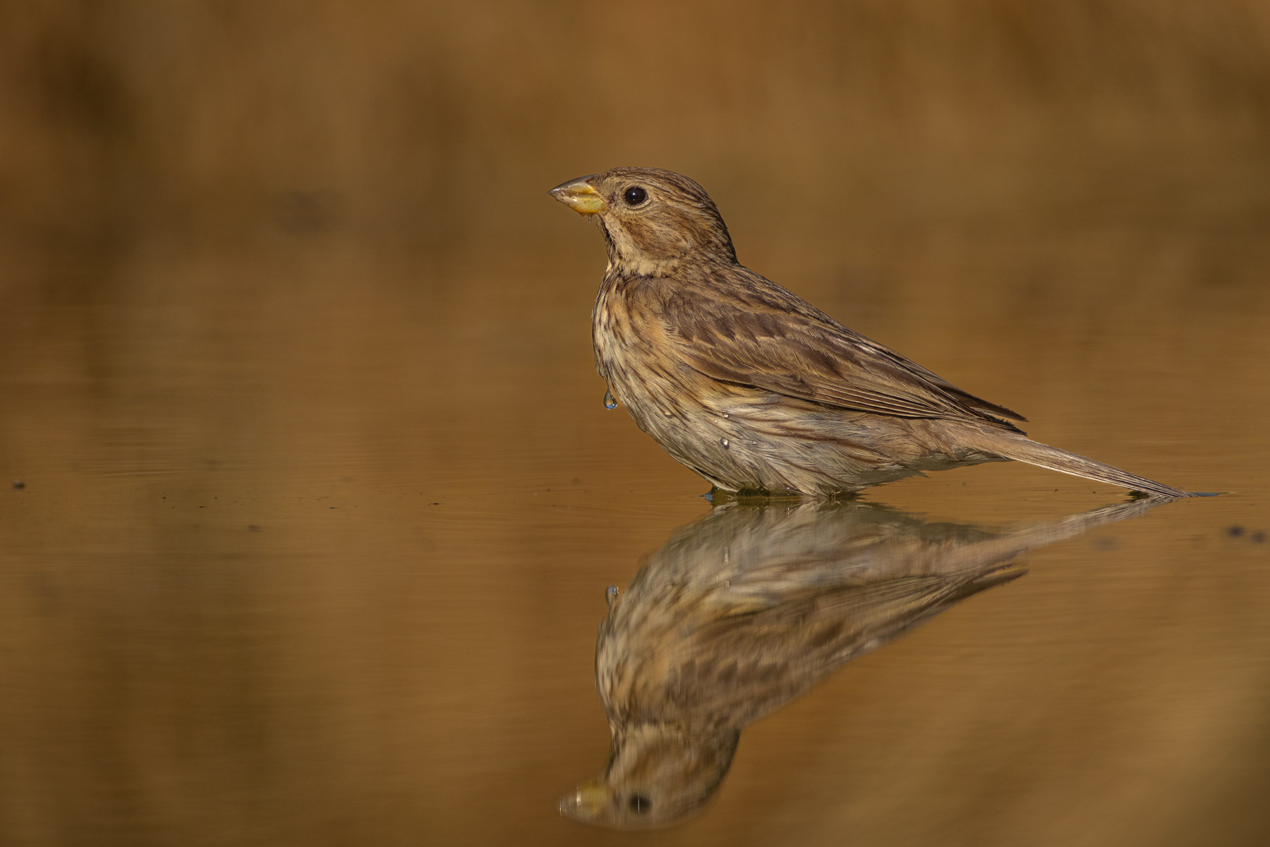 Сива овесарка/ Corn bunting