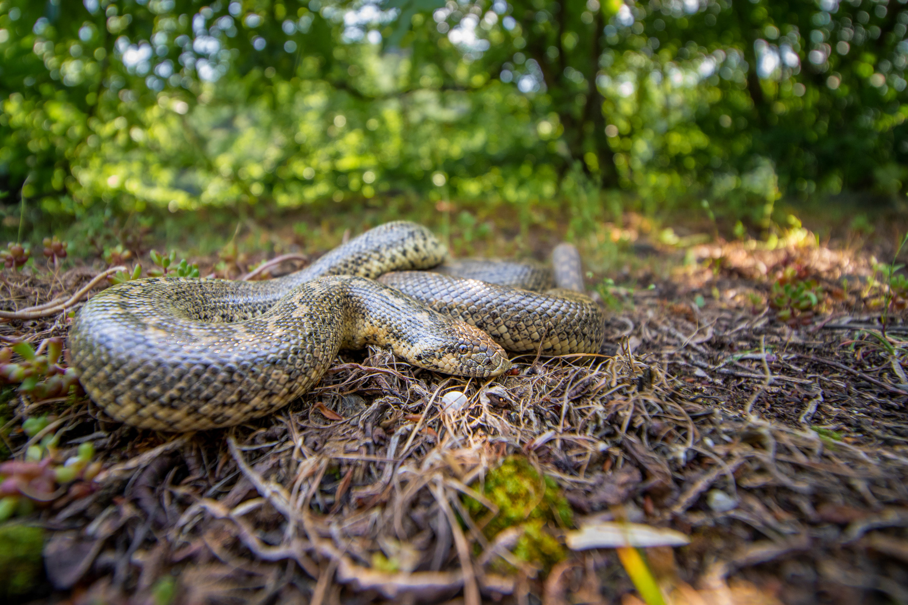 Пясъчна боа/ Javelin Sand Boa