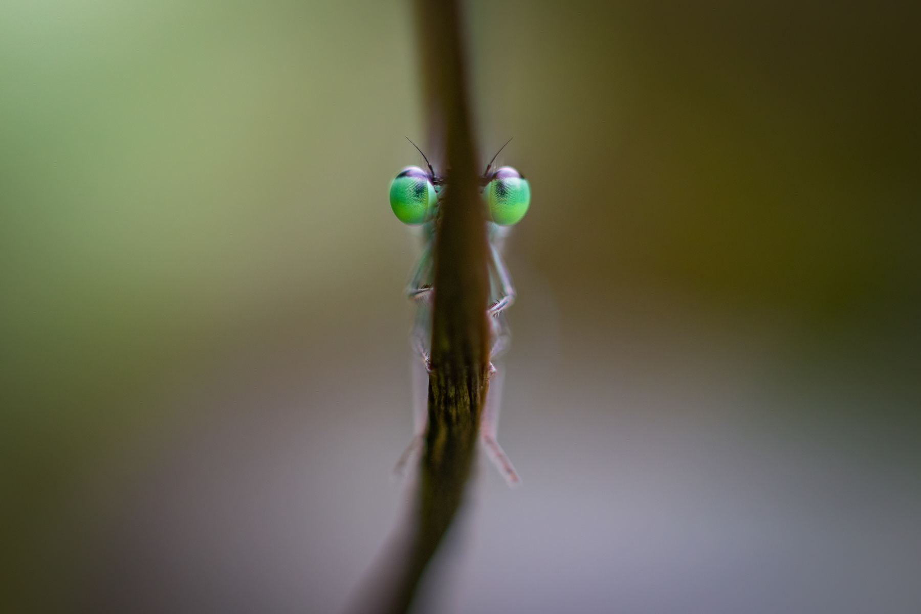 Coenagrion sp.