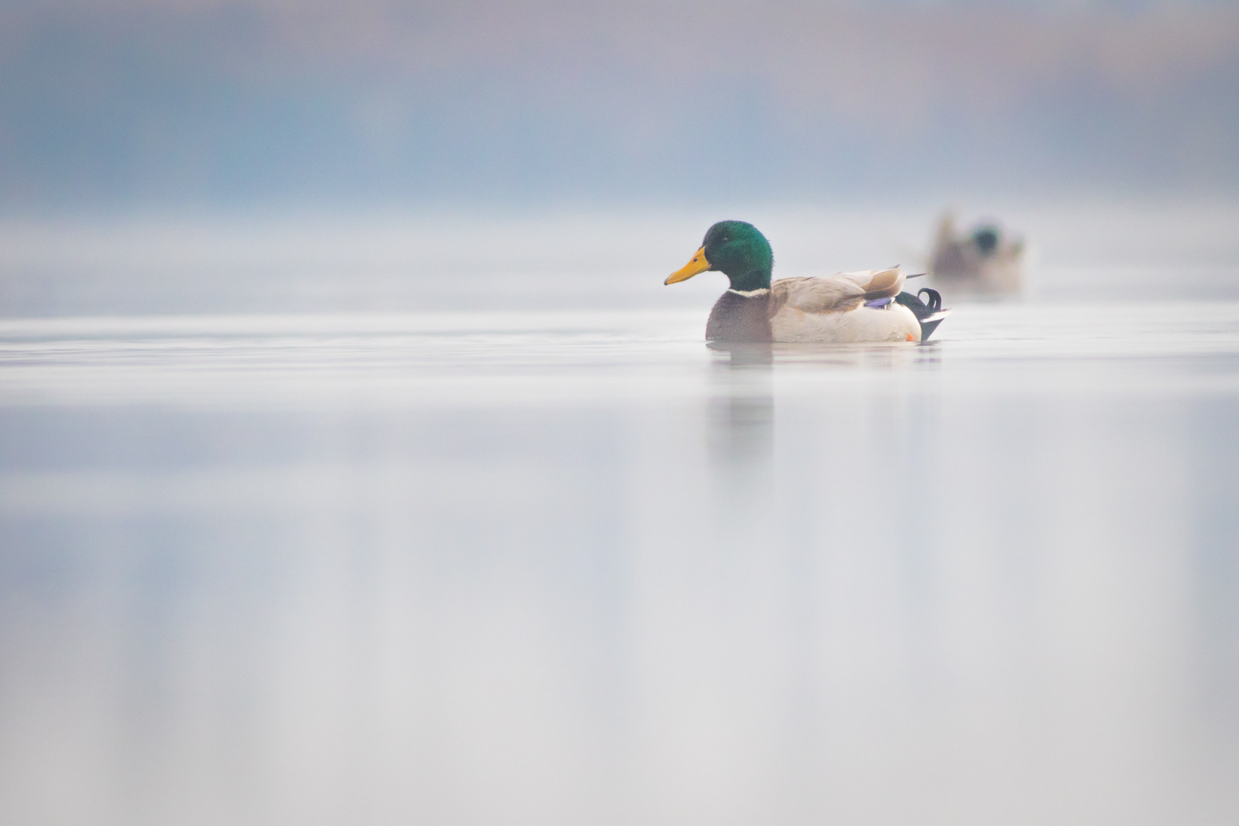 Зеленоглава патица/ Mallard