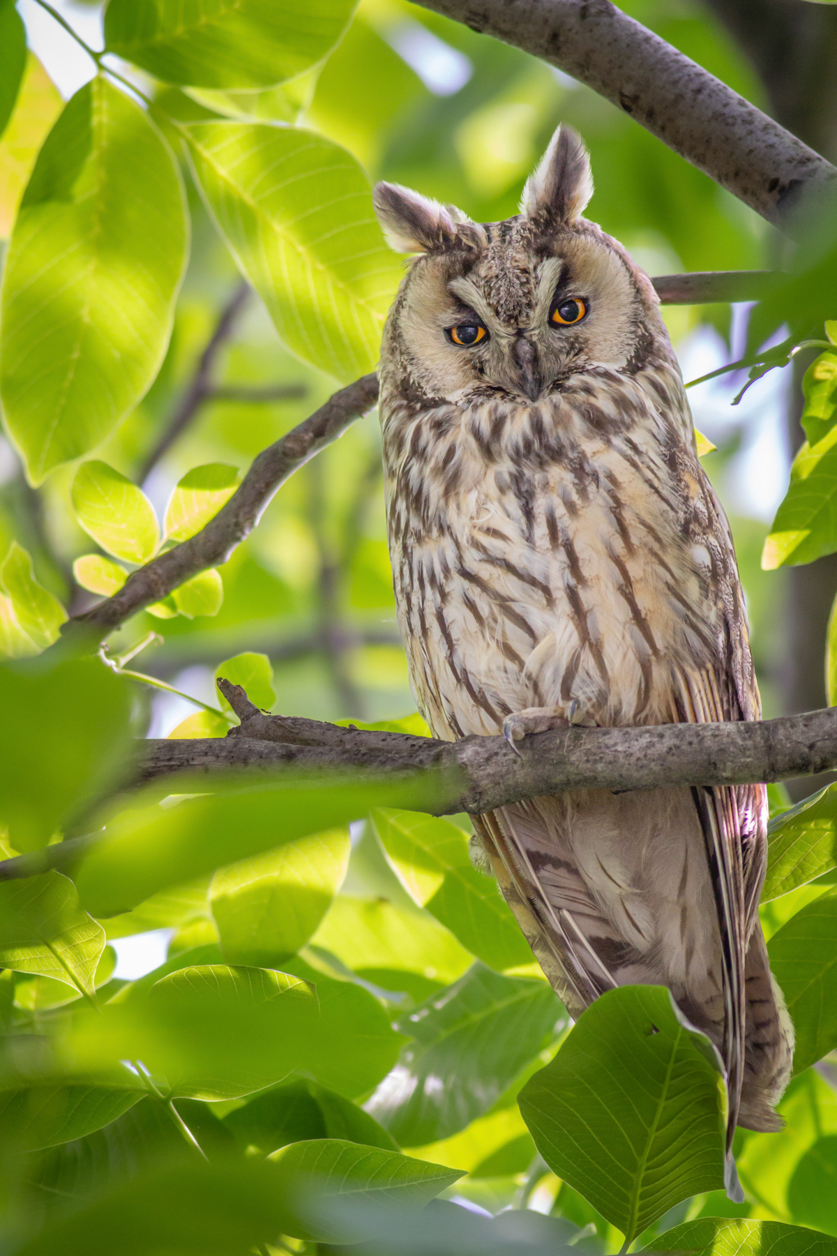 Горска ушата сова/ Long-eared owl
