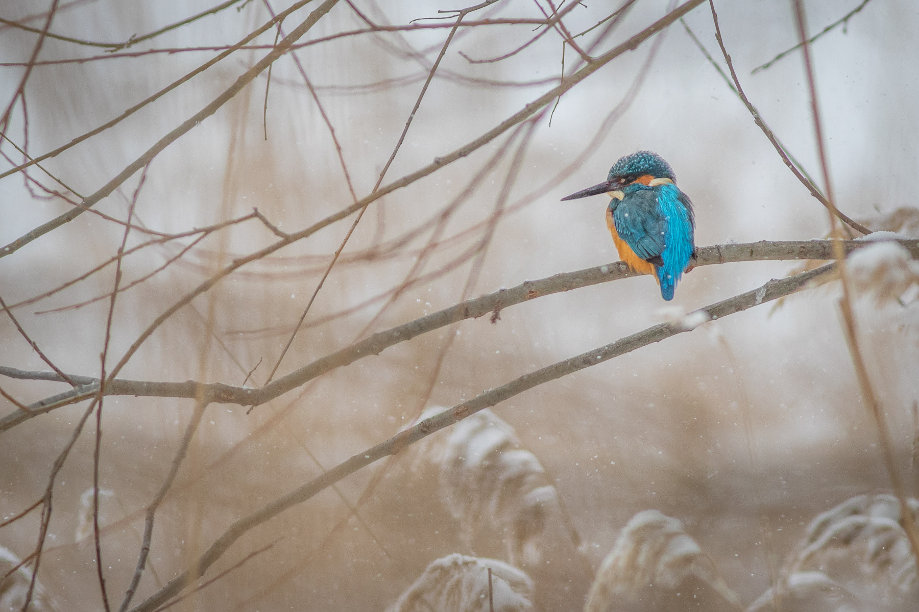 Земеродно рибарче/ Common kingfisher