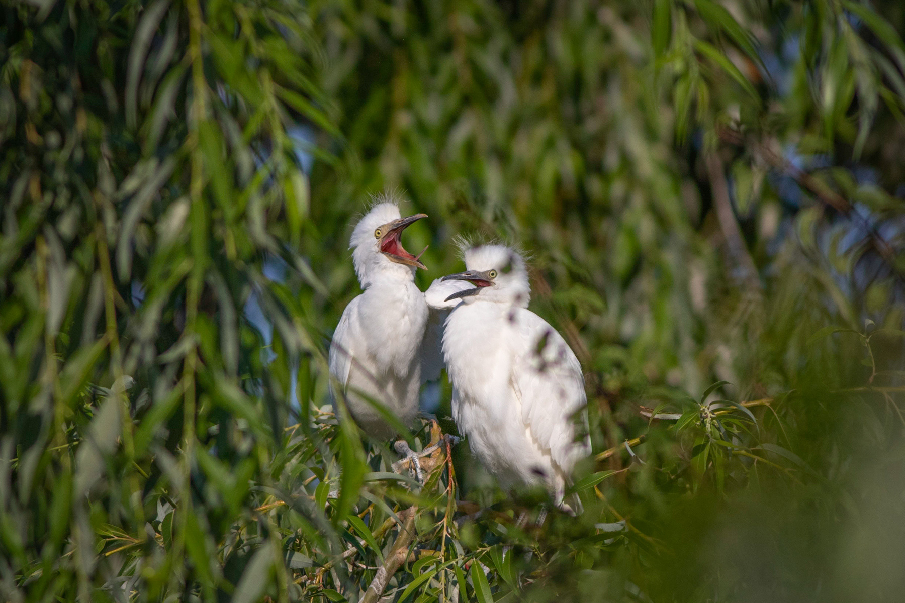 Биволски чапли/ Cattle Egrets
