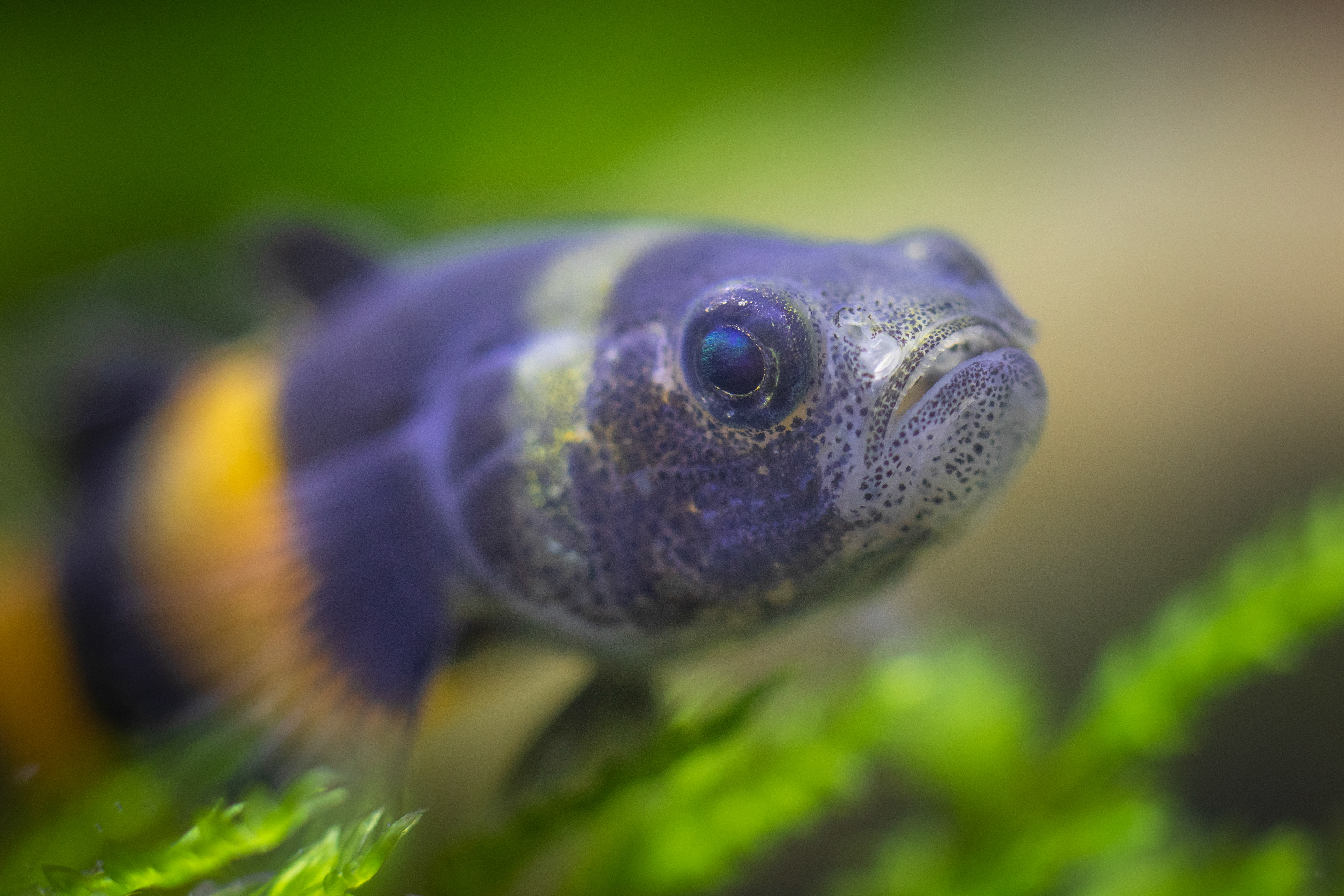 Bumblebee Goby/ Brachygobius xanthozonus
