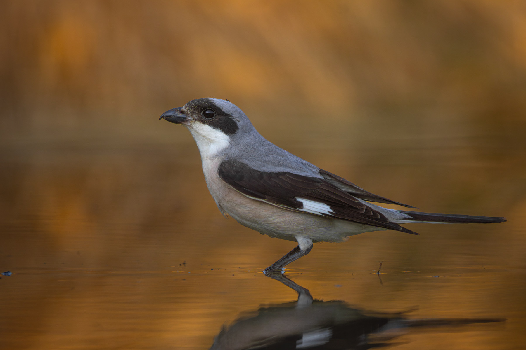 Черночела сврачка/ Lesser grey shrike