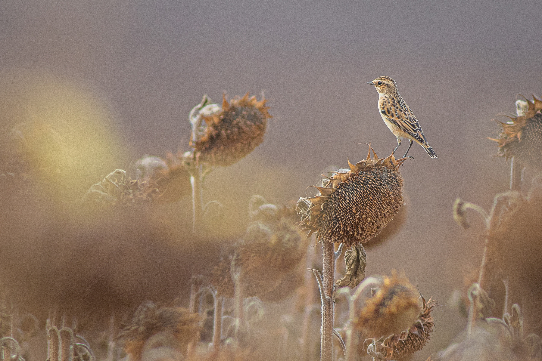 Ръждивогушо ливадарче/ Whinchat