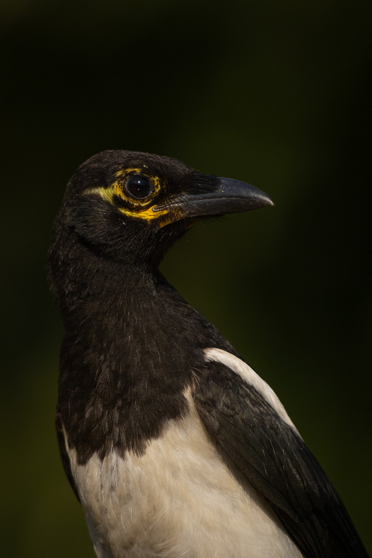 Сврака/ Eurasian magpie