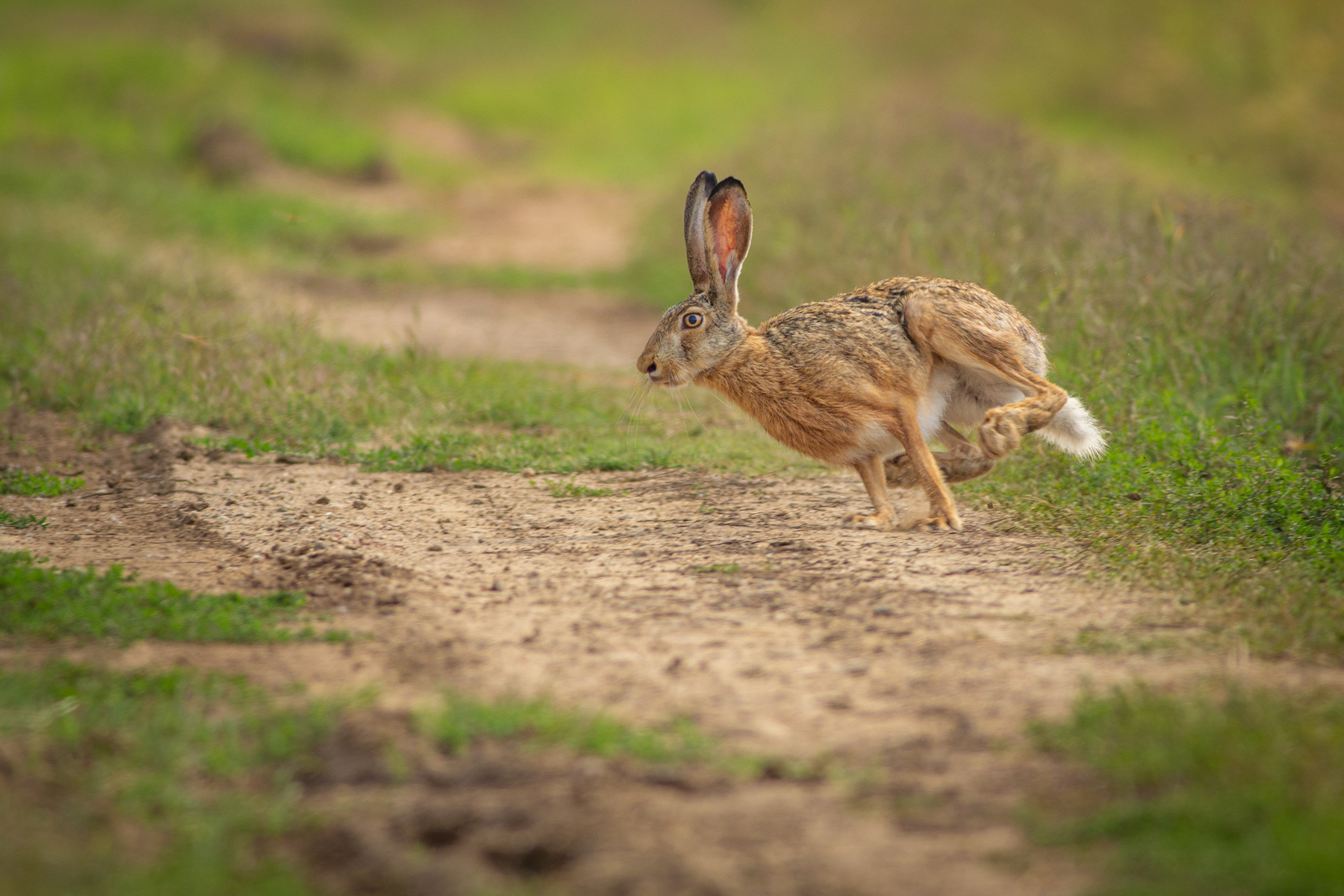Див заек/ European hare