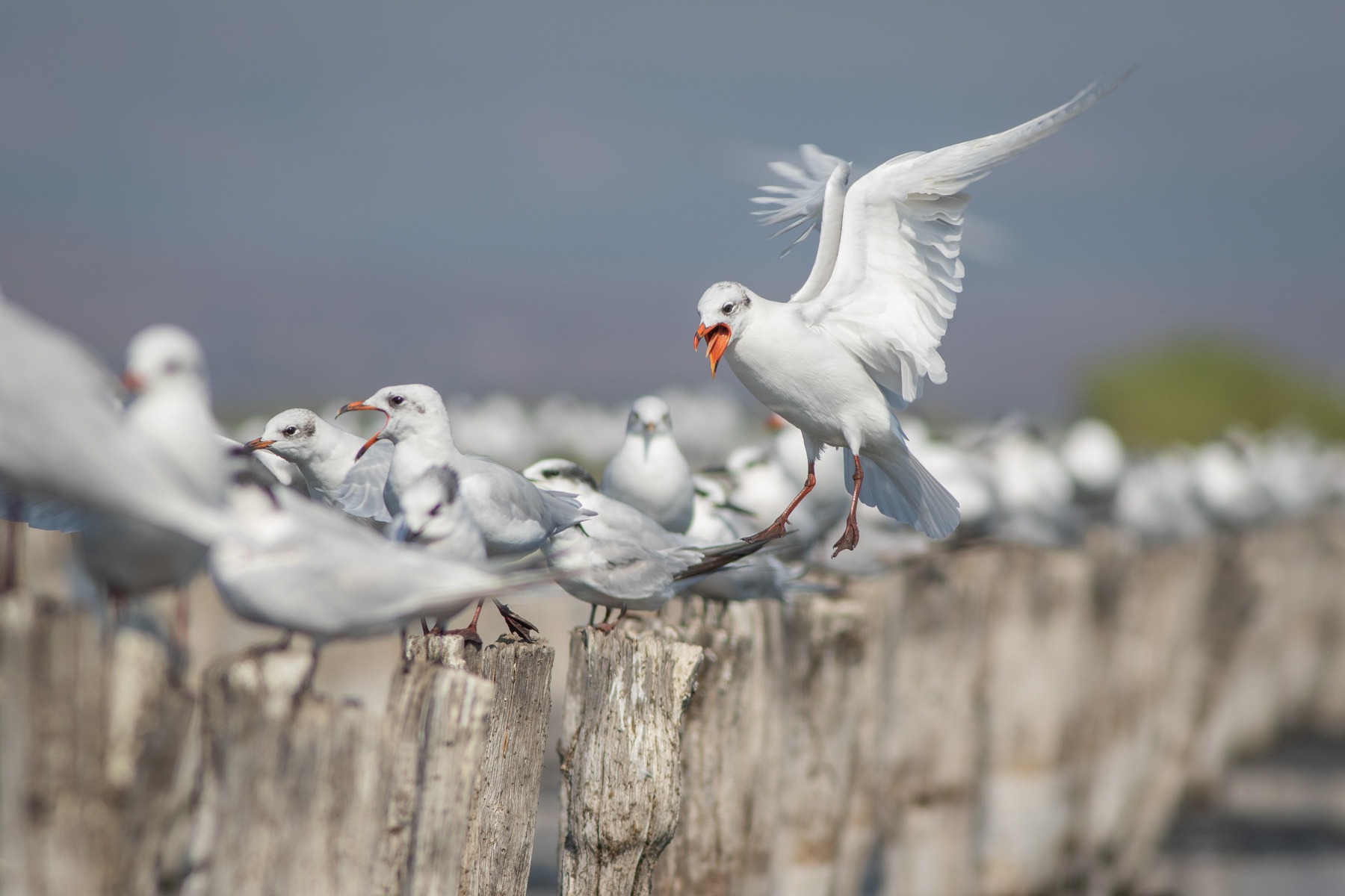 Малка черноглава чайка/ Mediterranean gull