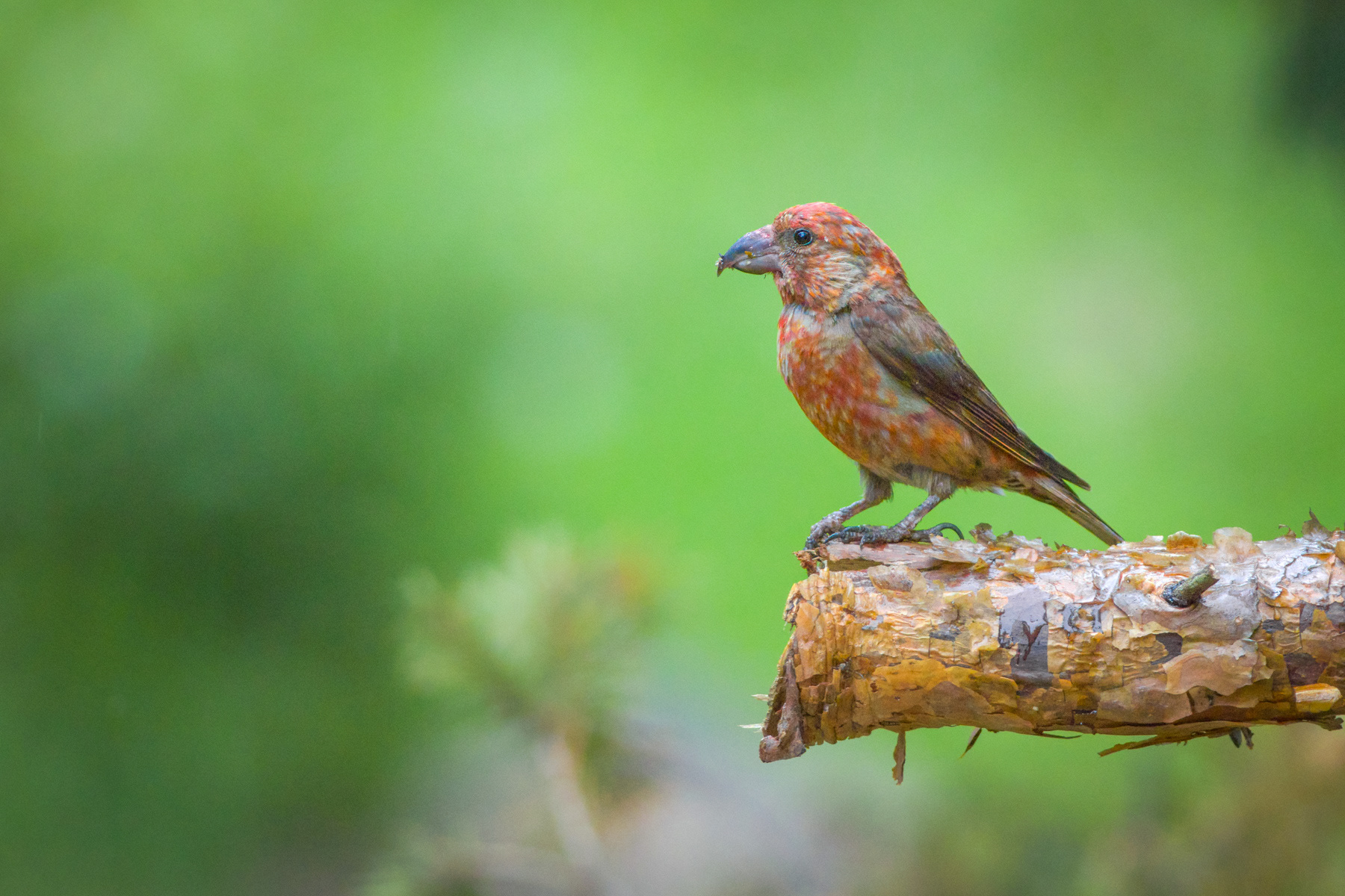 Кръсточовка/ Red crossbill