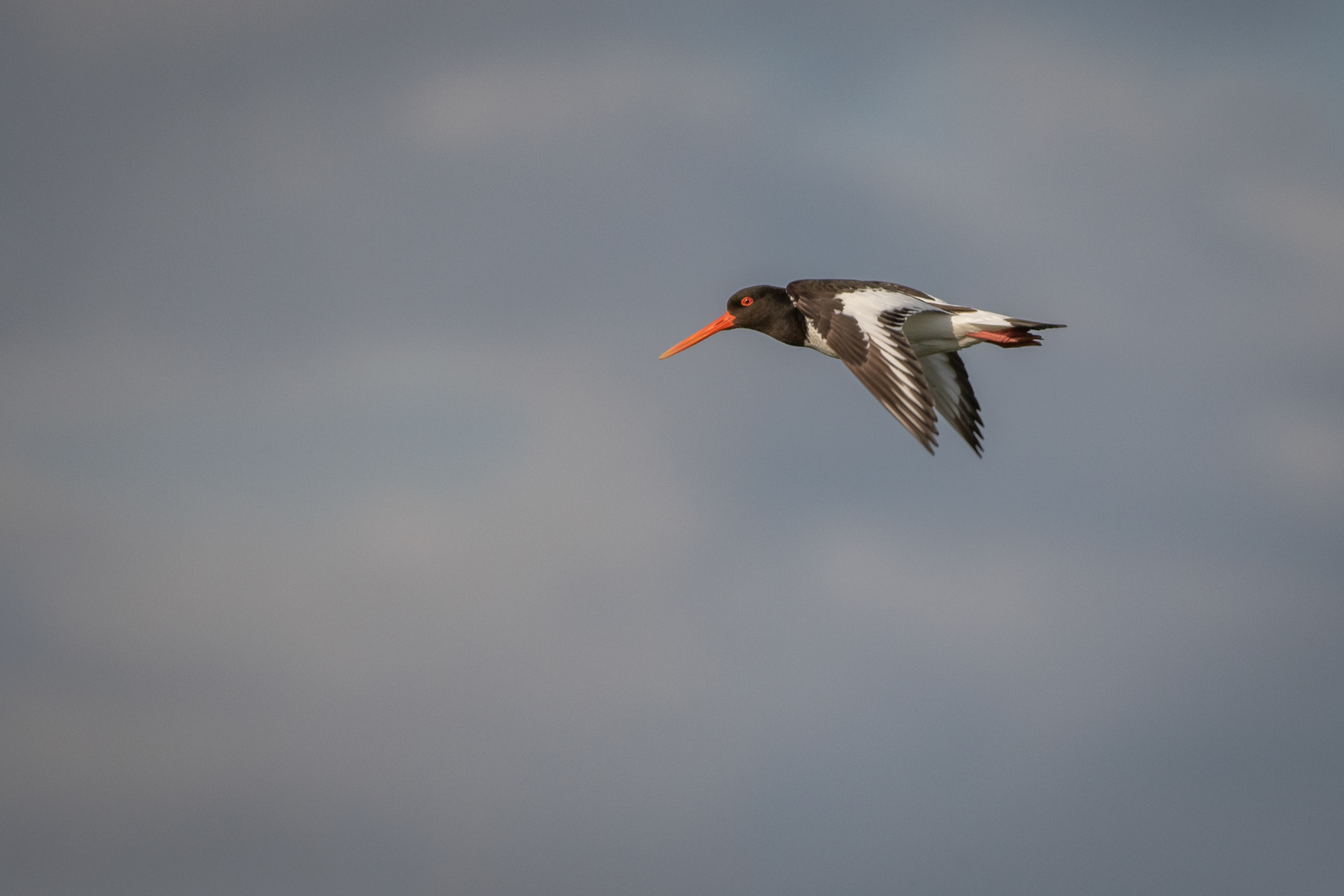 Стридояд/ Eurasian oystercatcher