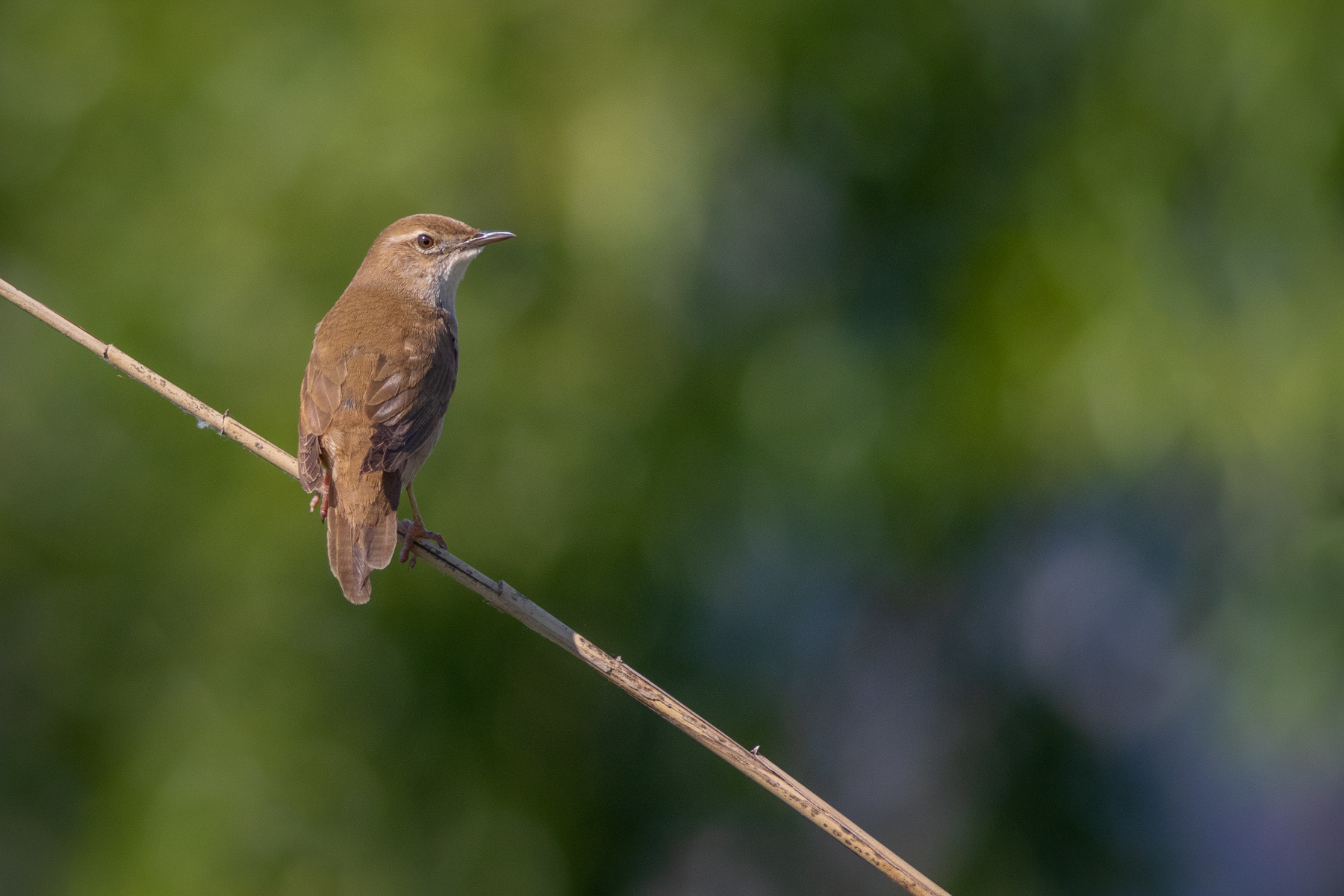 Тръстиков цвъркач/ Savi's warbler