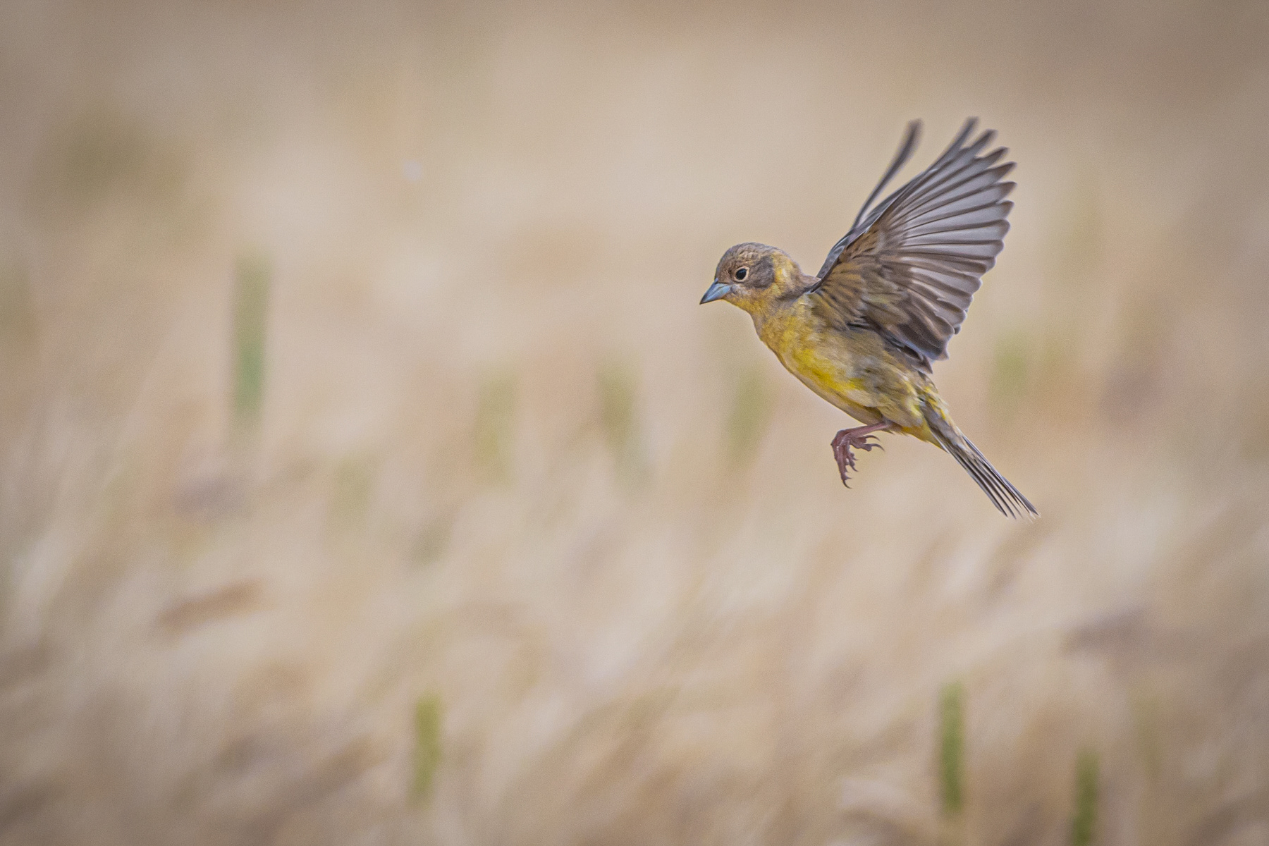 Черноглава овесарка/ Black-headed Bunting