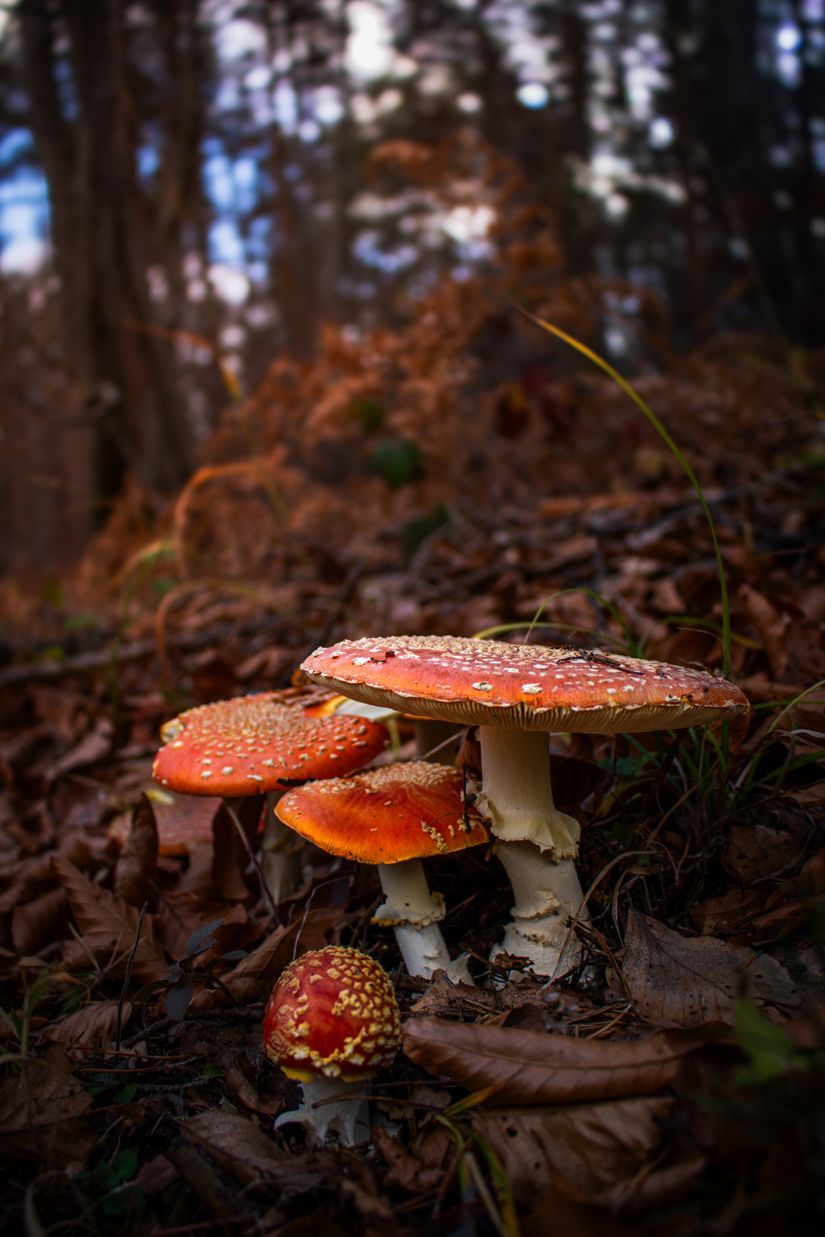 Червена мухоморка/ Fly agaric