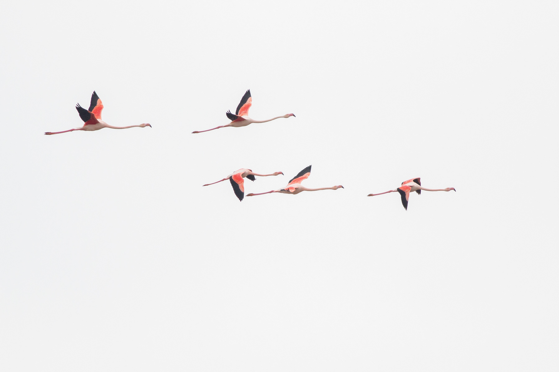 Розово фламинго/ Greater flamingo