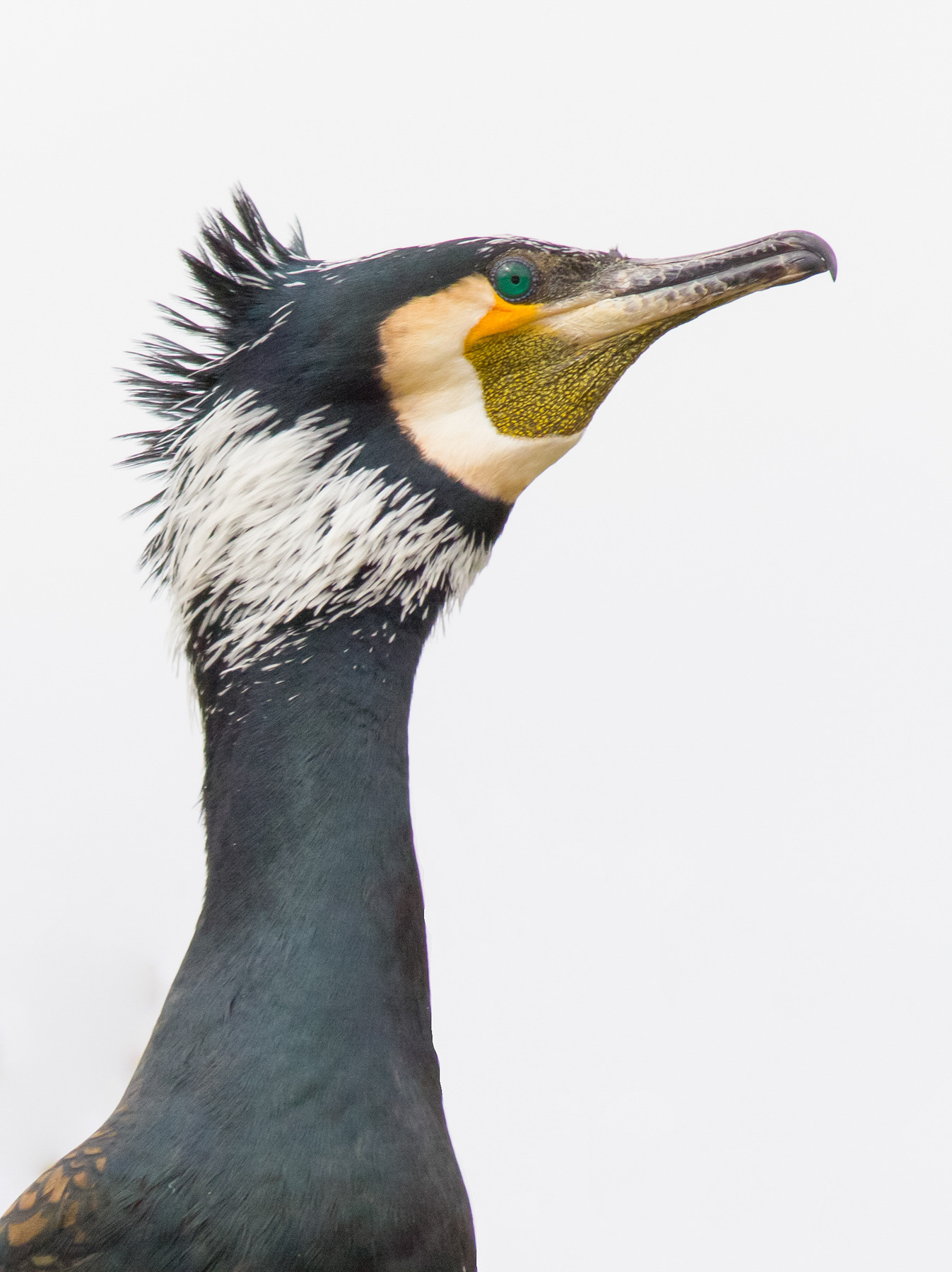 Голям корморан/ Greater cormorant