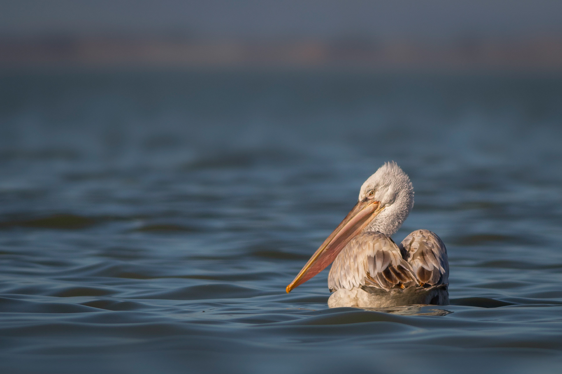 Къдроглав пеликан/ Dalmatian pelican