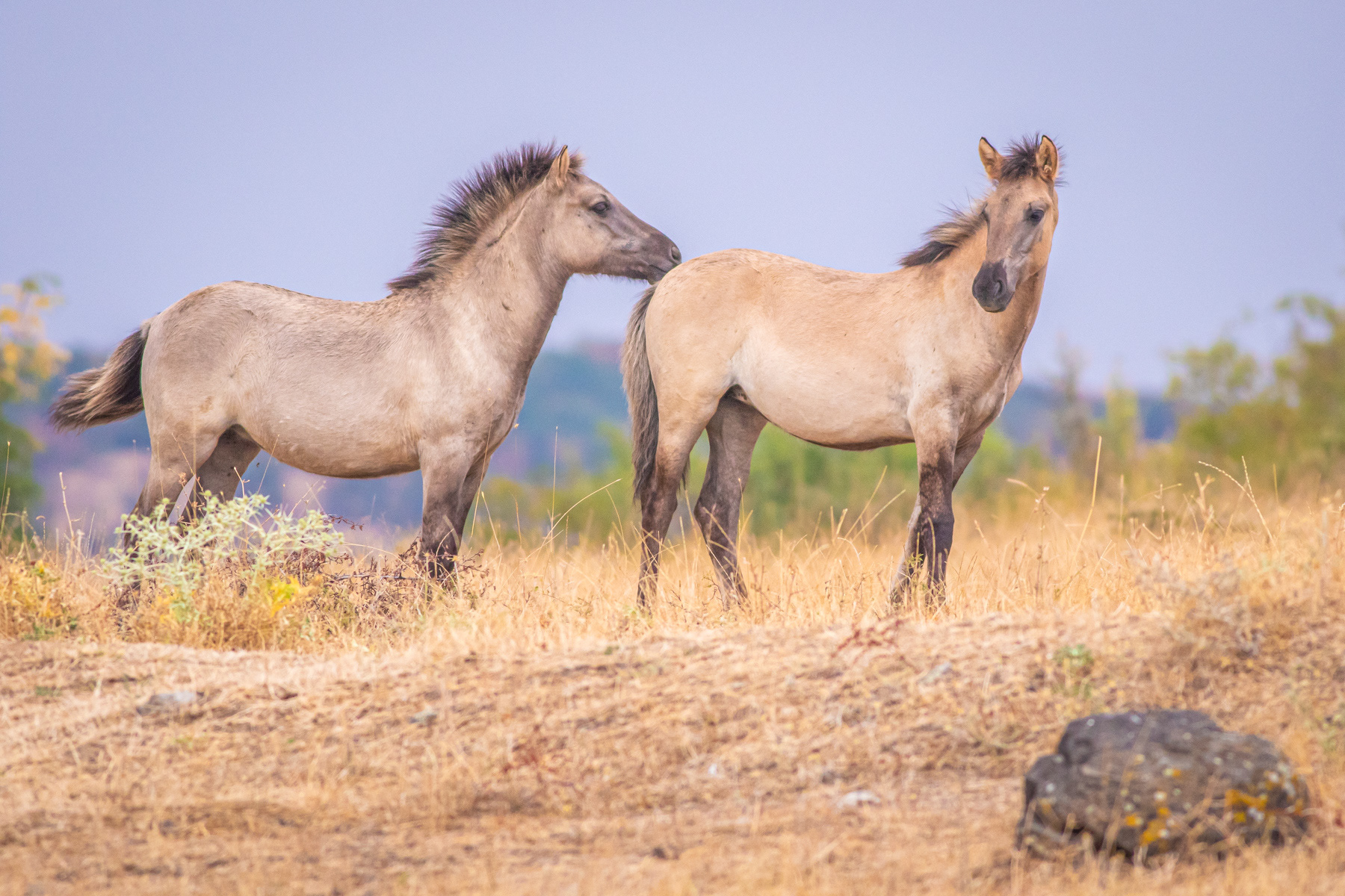 Тарпани / Tarpans