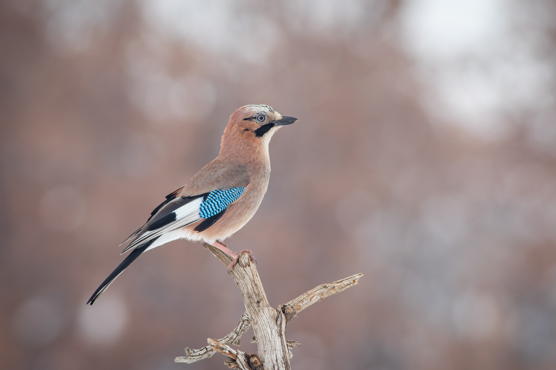 Сойка/ Eurasian jay