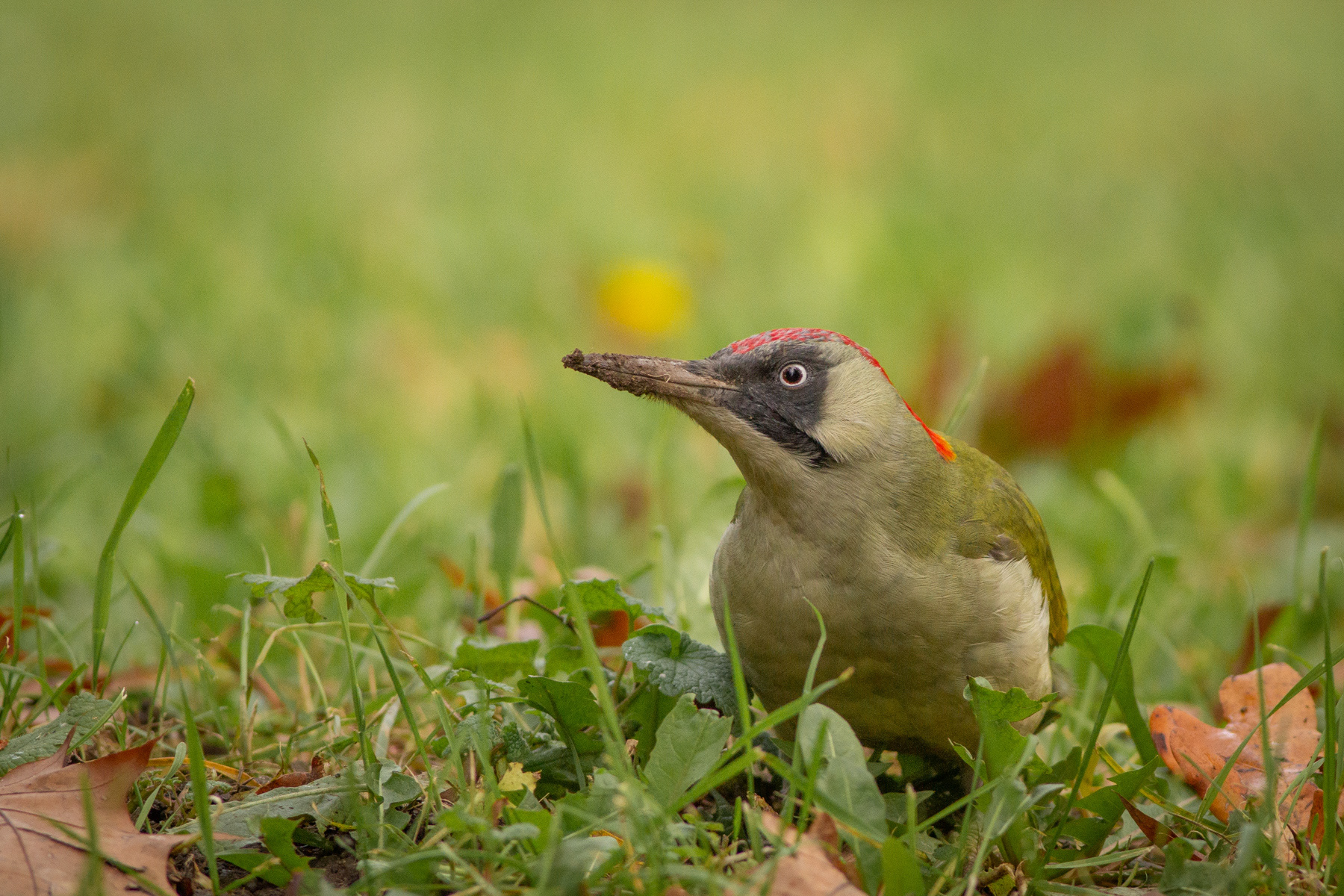 Зелен кълвач/ European green woodpecker
