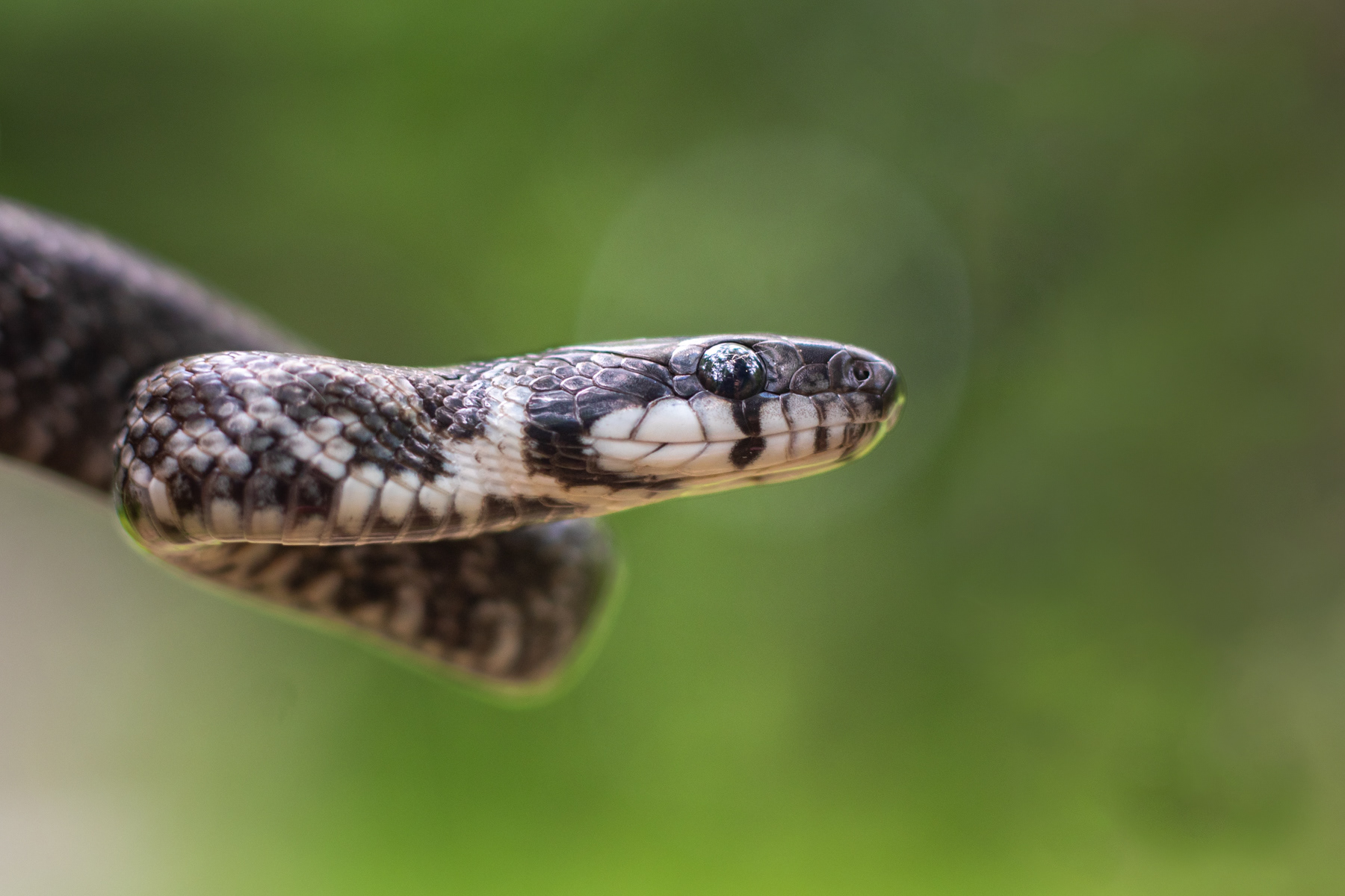 Смок мишкар/ Aesculapian snake 