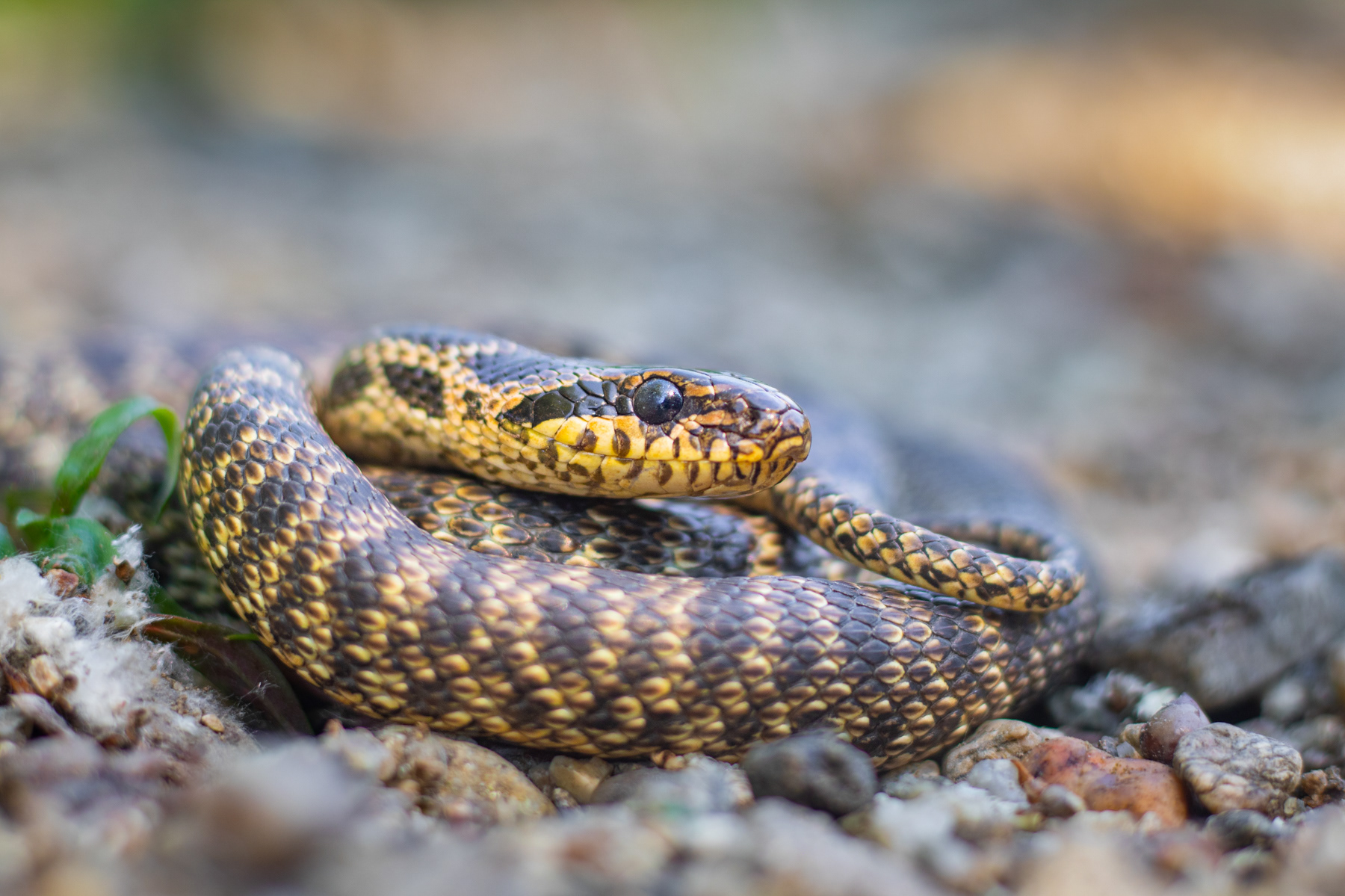Пъстър смок/ Blotched snake