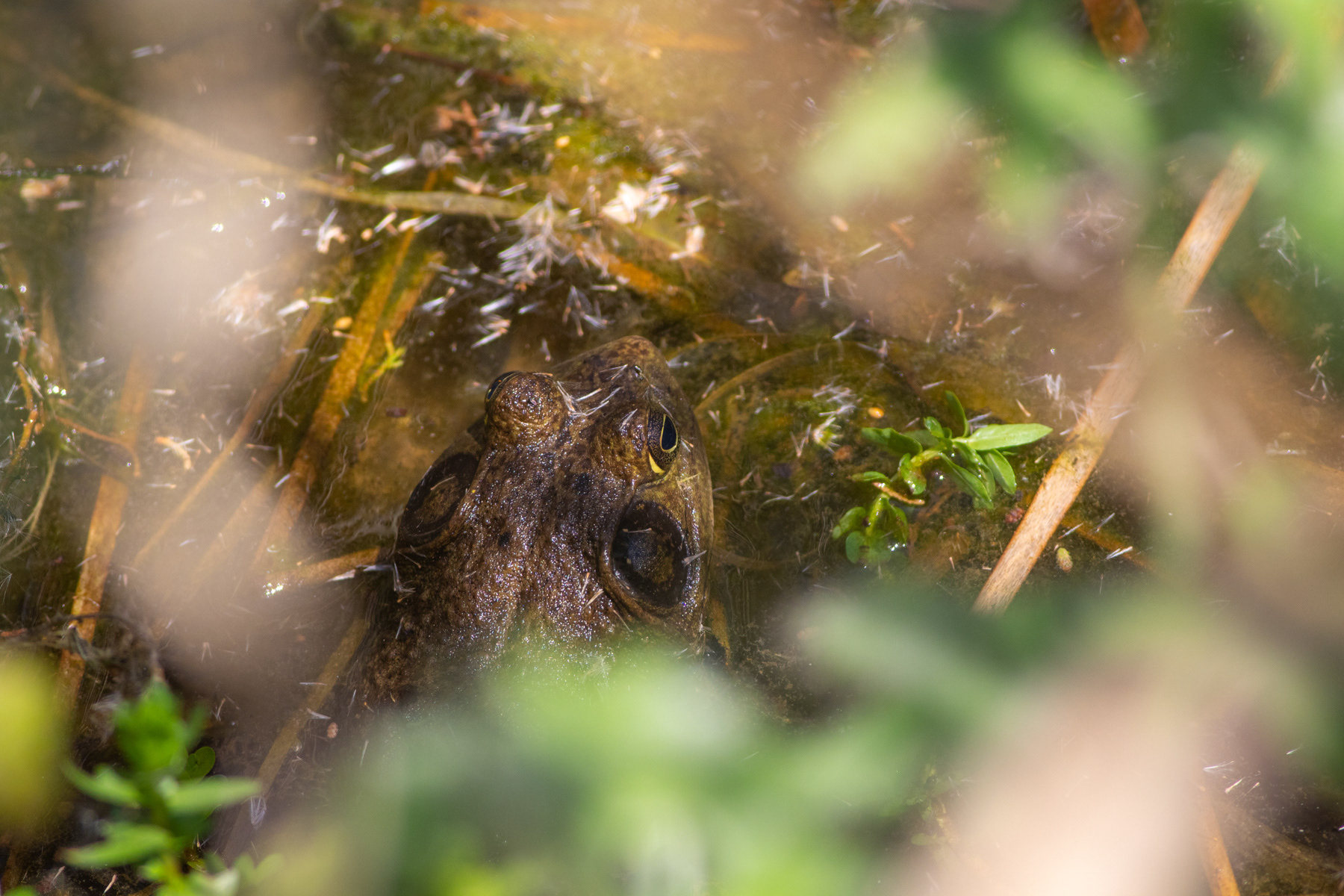Американска жаба бик/ American bull frog