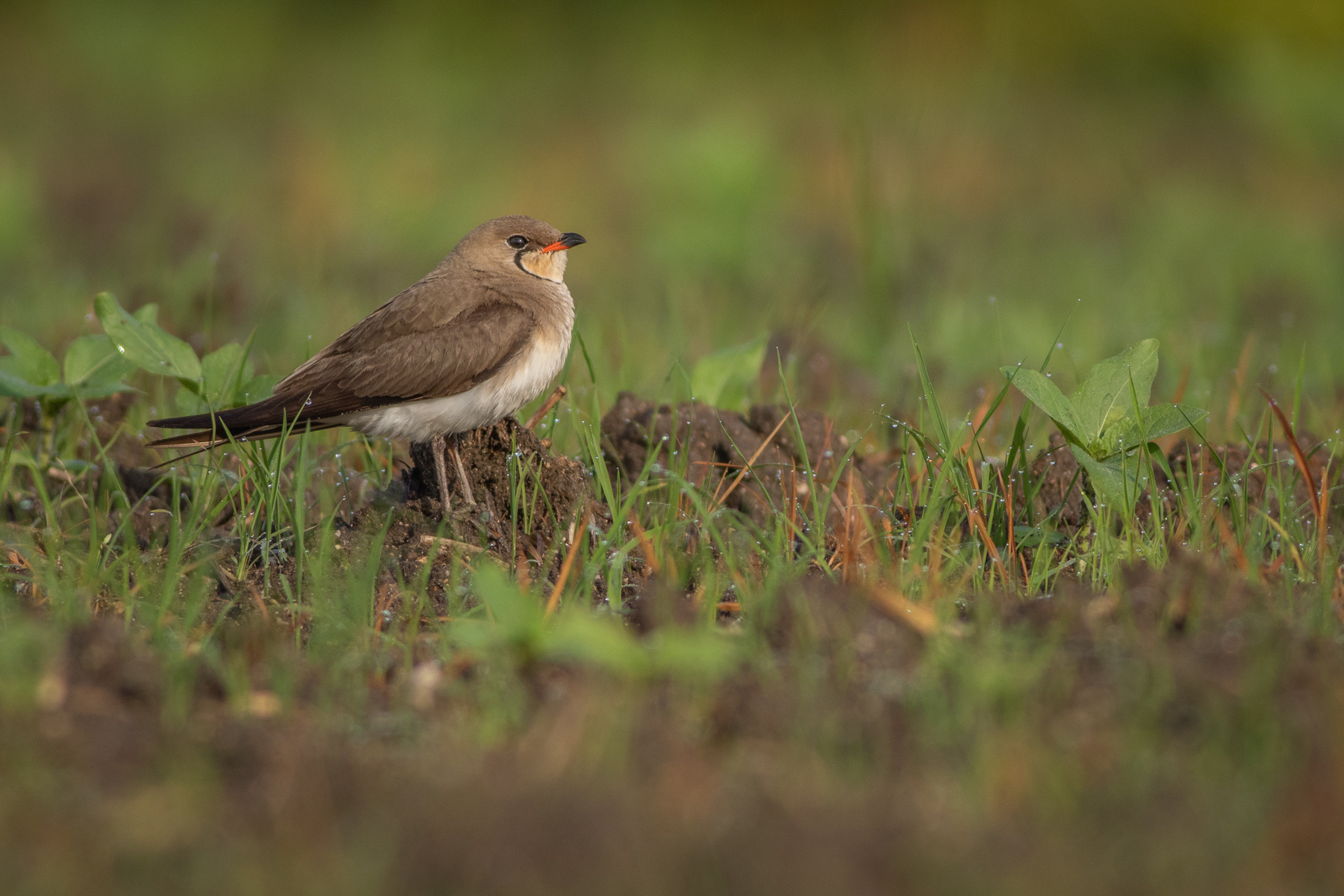Кафявокрил огърличник/ Collared pratincole