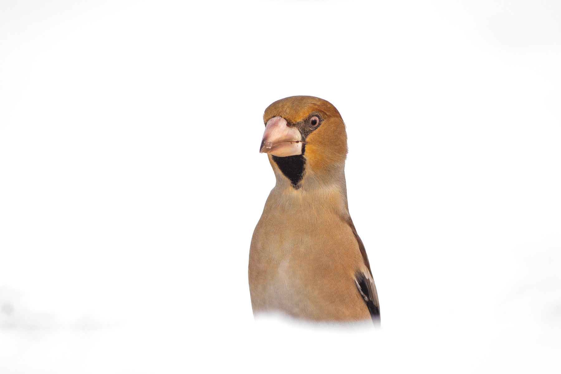 Черешарка/ Hawfinch