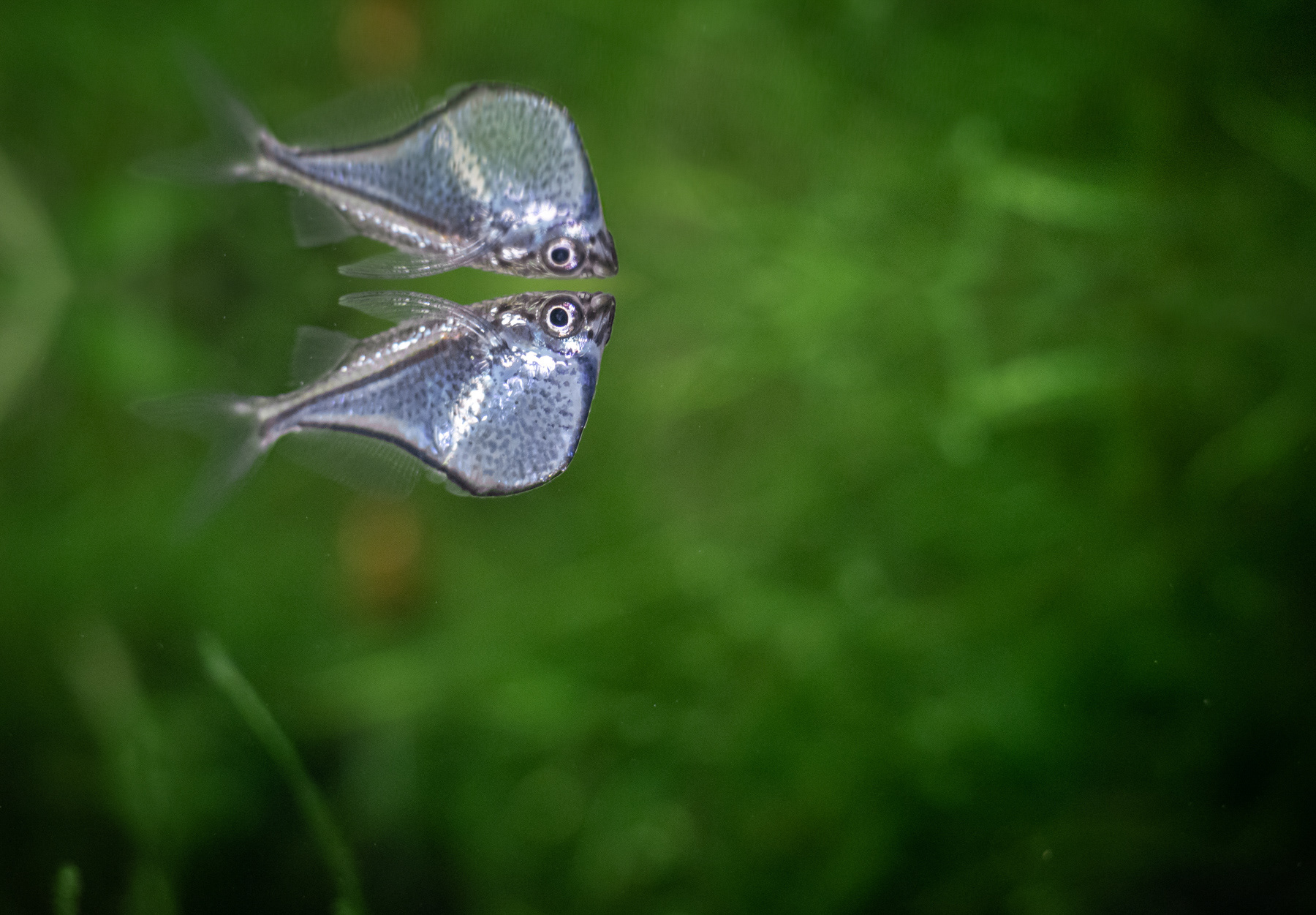 Gasteropelecus sternicla