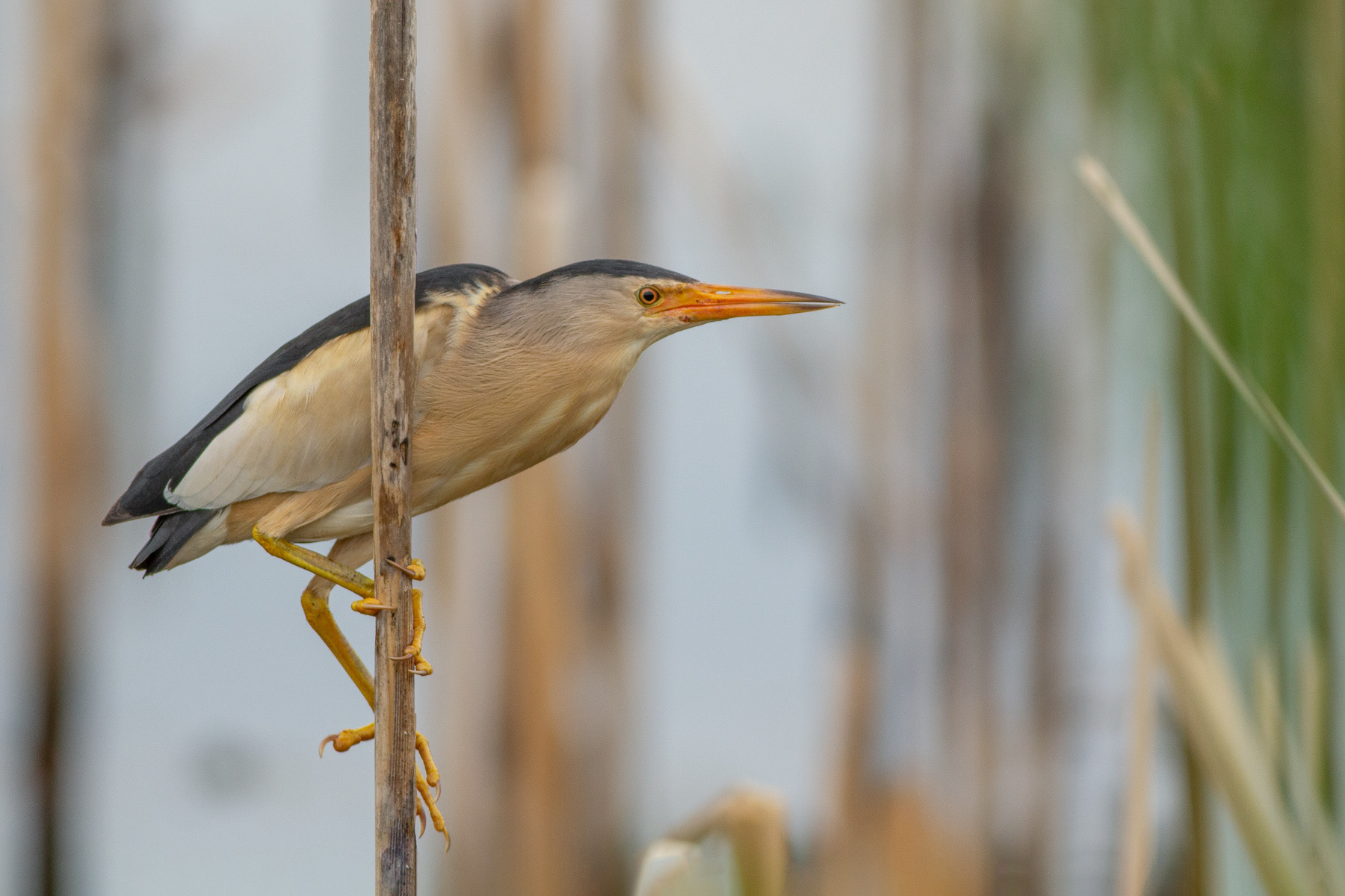 Малък воден бик/ Little bittern