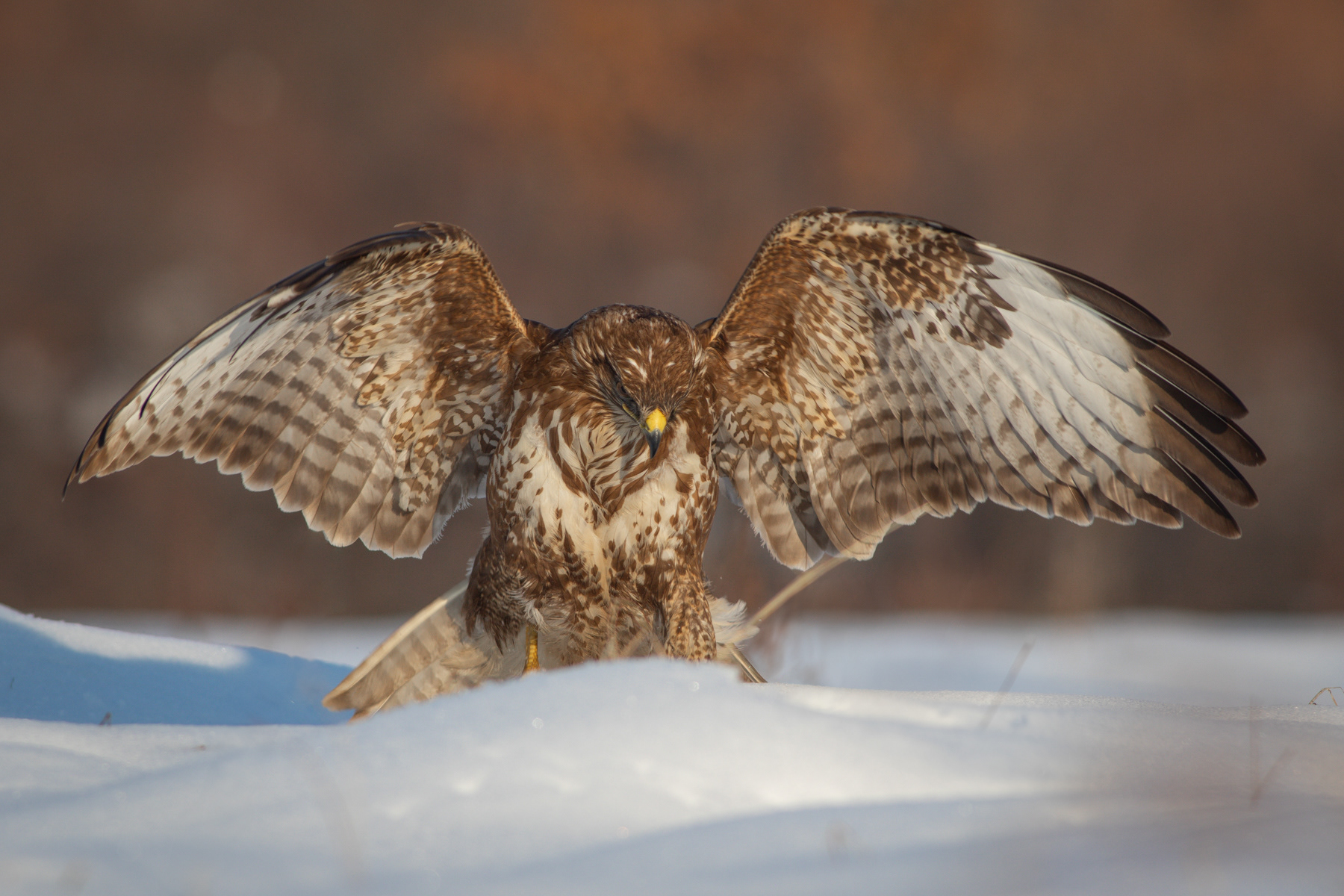 Обикновен мишелов/ Common buzzard