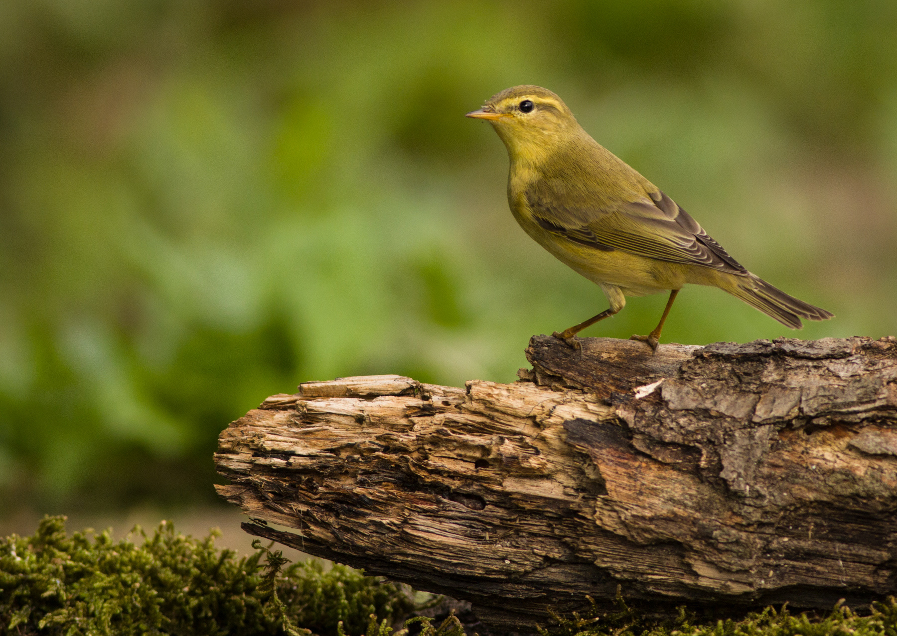 Брезов певец/ Willow warbler