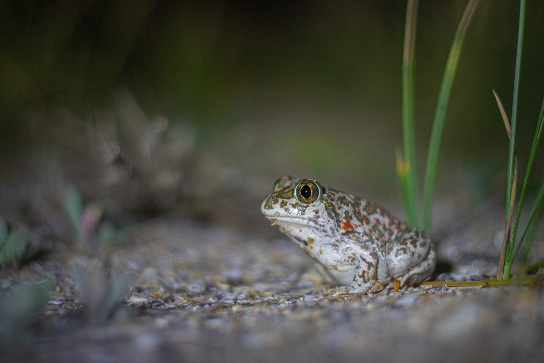 Сирийска чесновница/  Syrian spadefoot