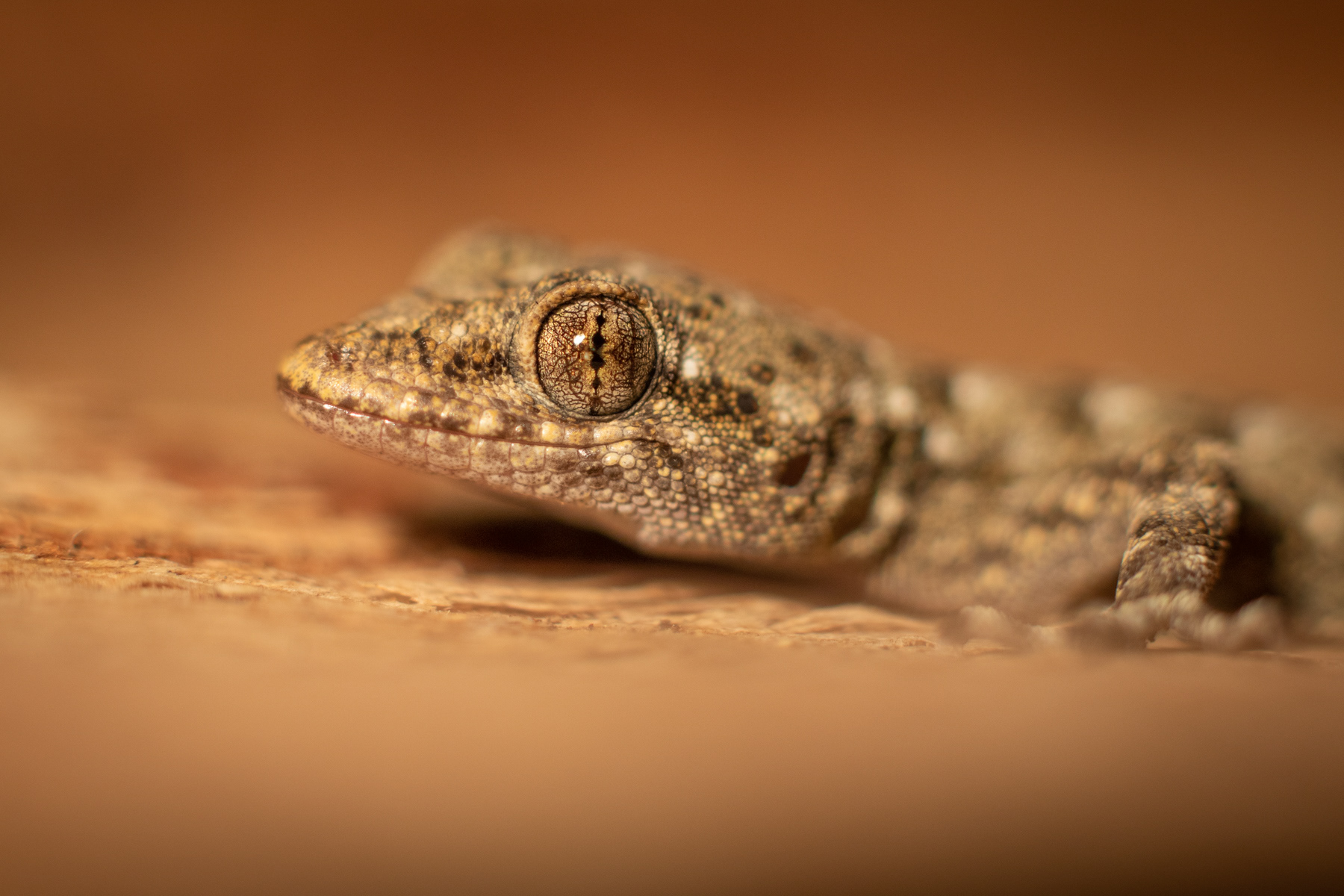 Балкански гекон/ Kotschy's gecko