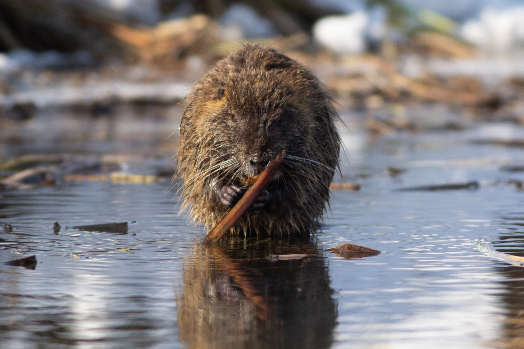 Нутрия/ Nutria