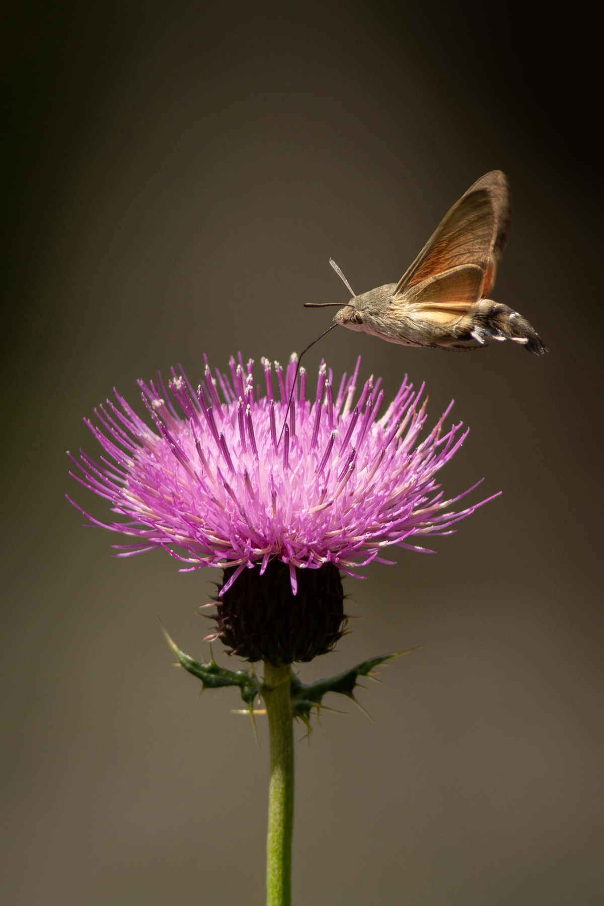 Гълъбова опашка/ Hummingbird hawk-moth