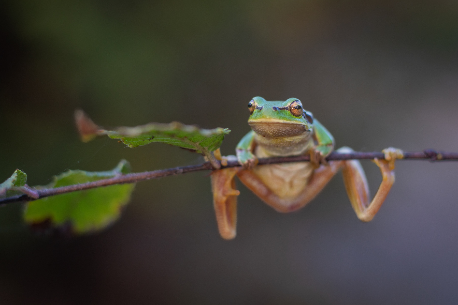 Източна дървесница/ Eastern tree frog
