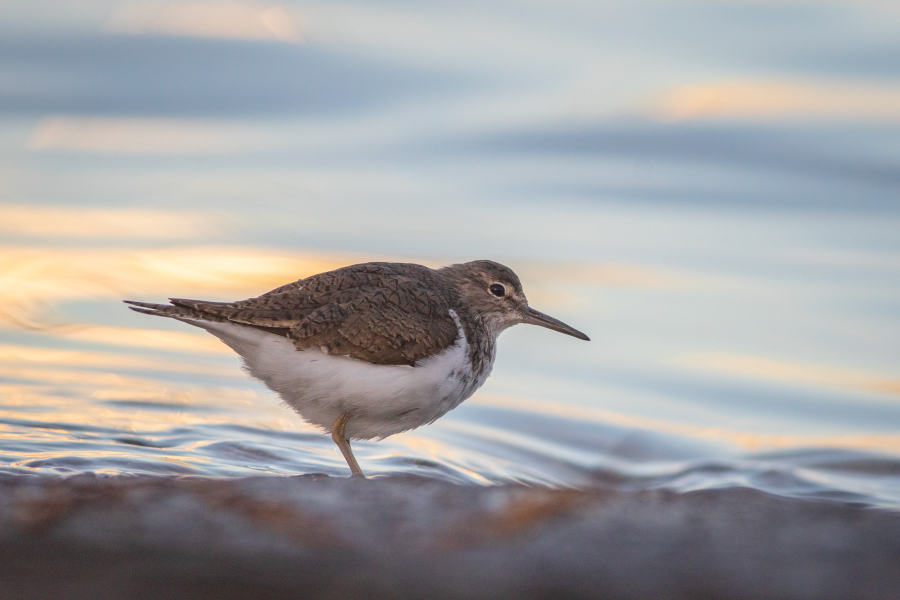 Късокрил кюкавец/ Common sandpiper