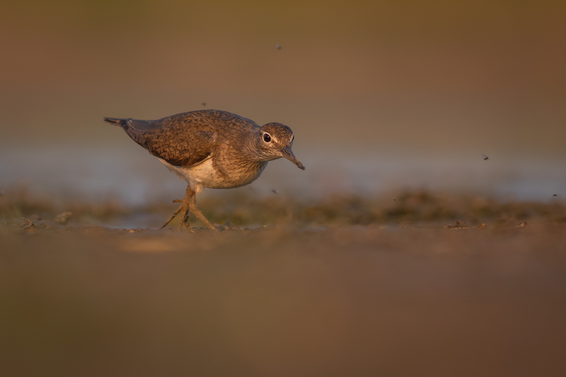 Късокрил кюкавец/ Common sandpiper